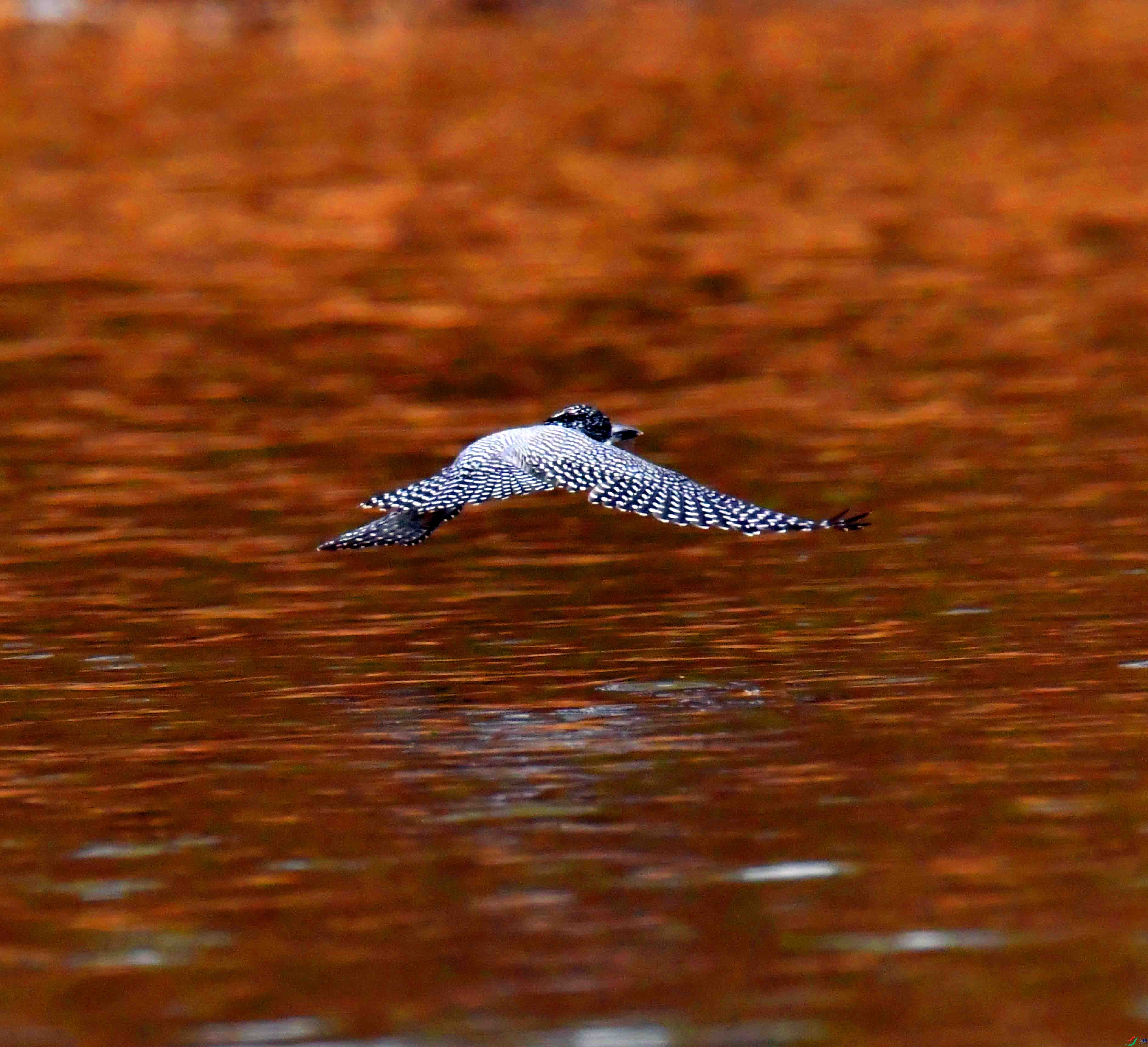 DSC_0428.JPG
