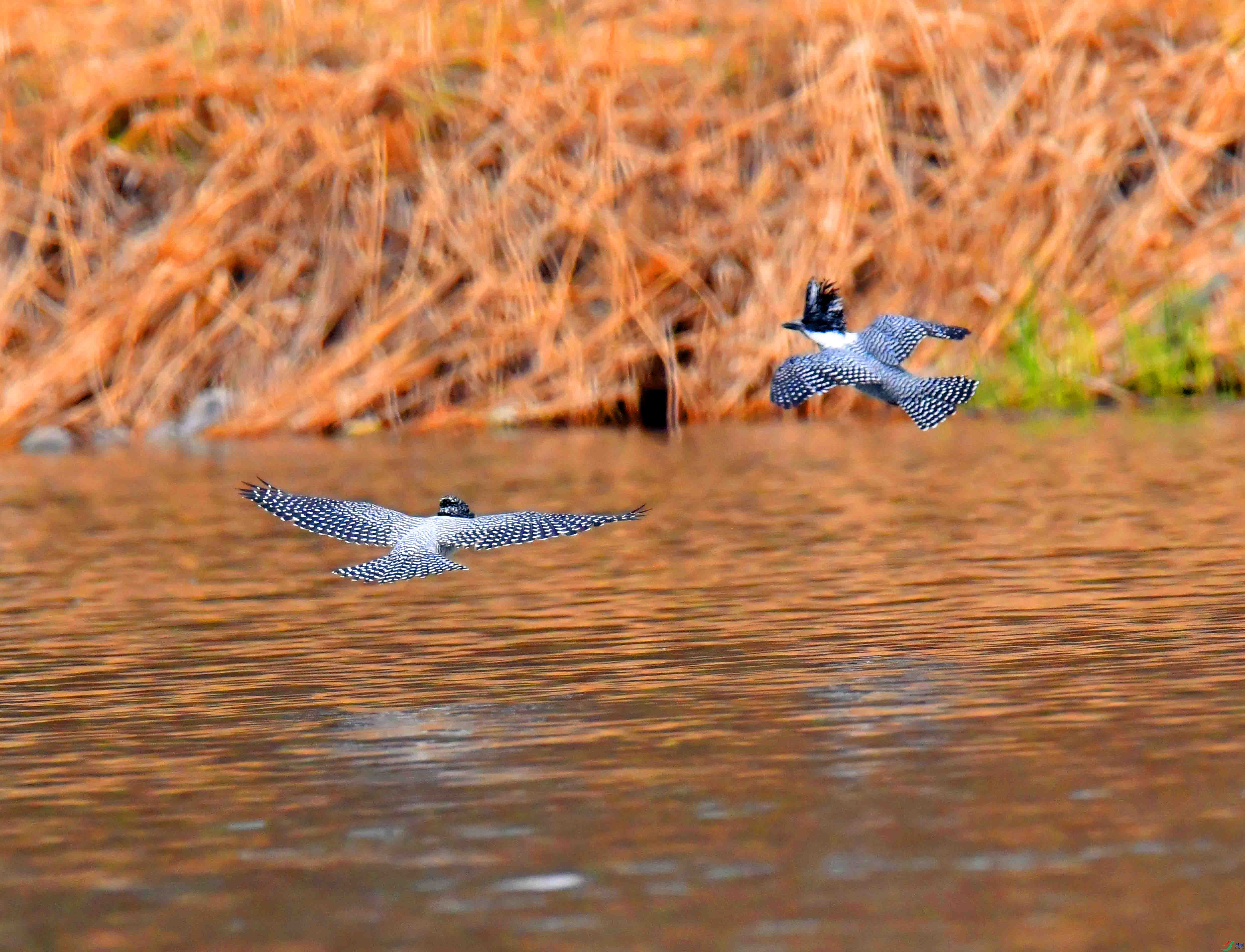 DSC_0434.JPG