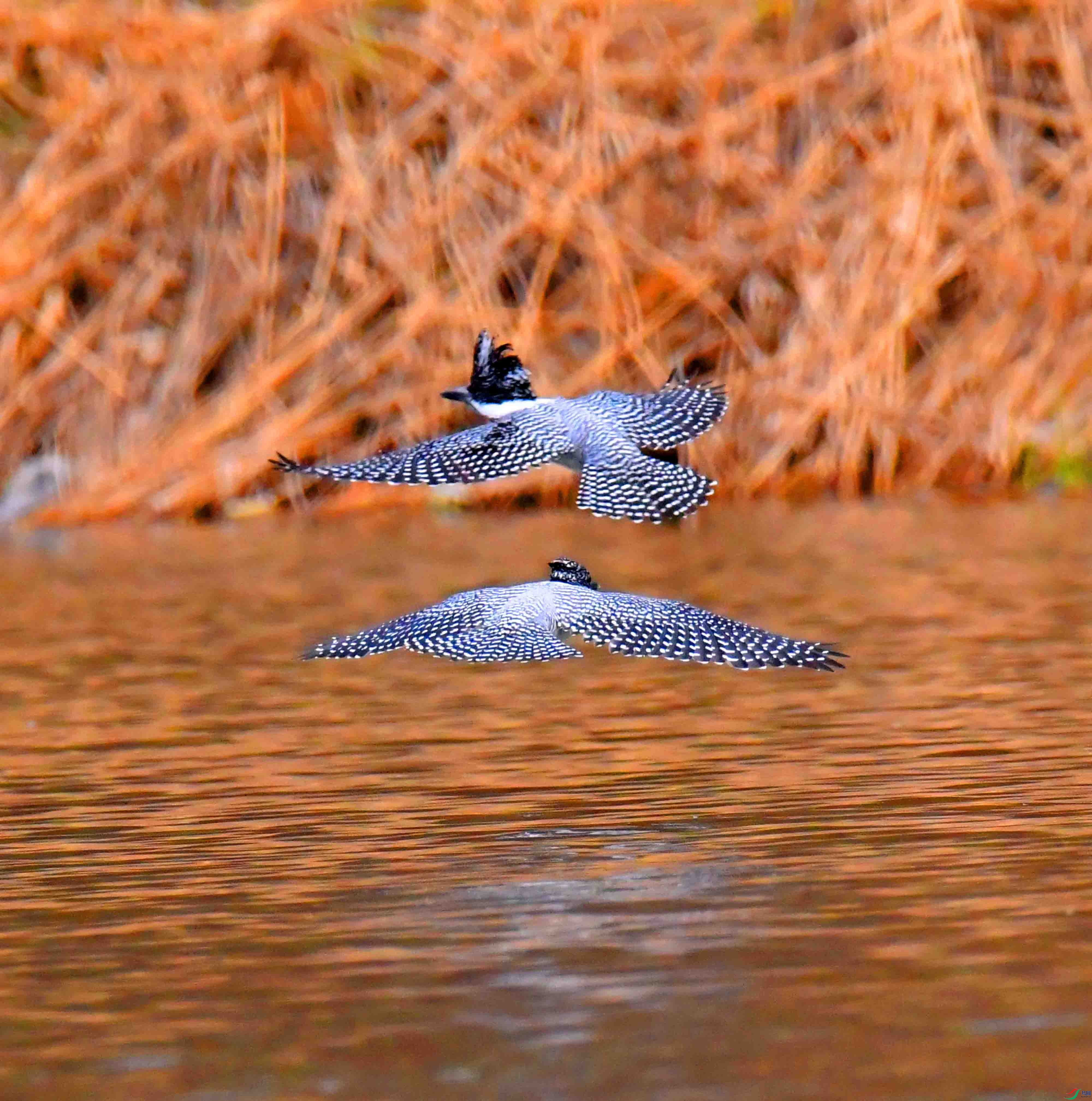 DSC_0435.JPG