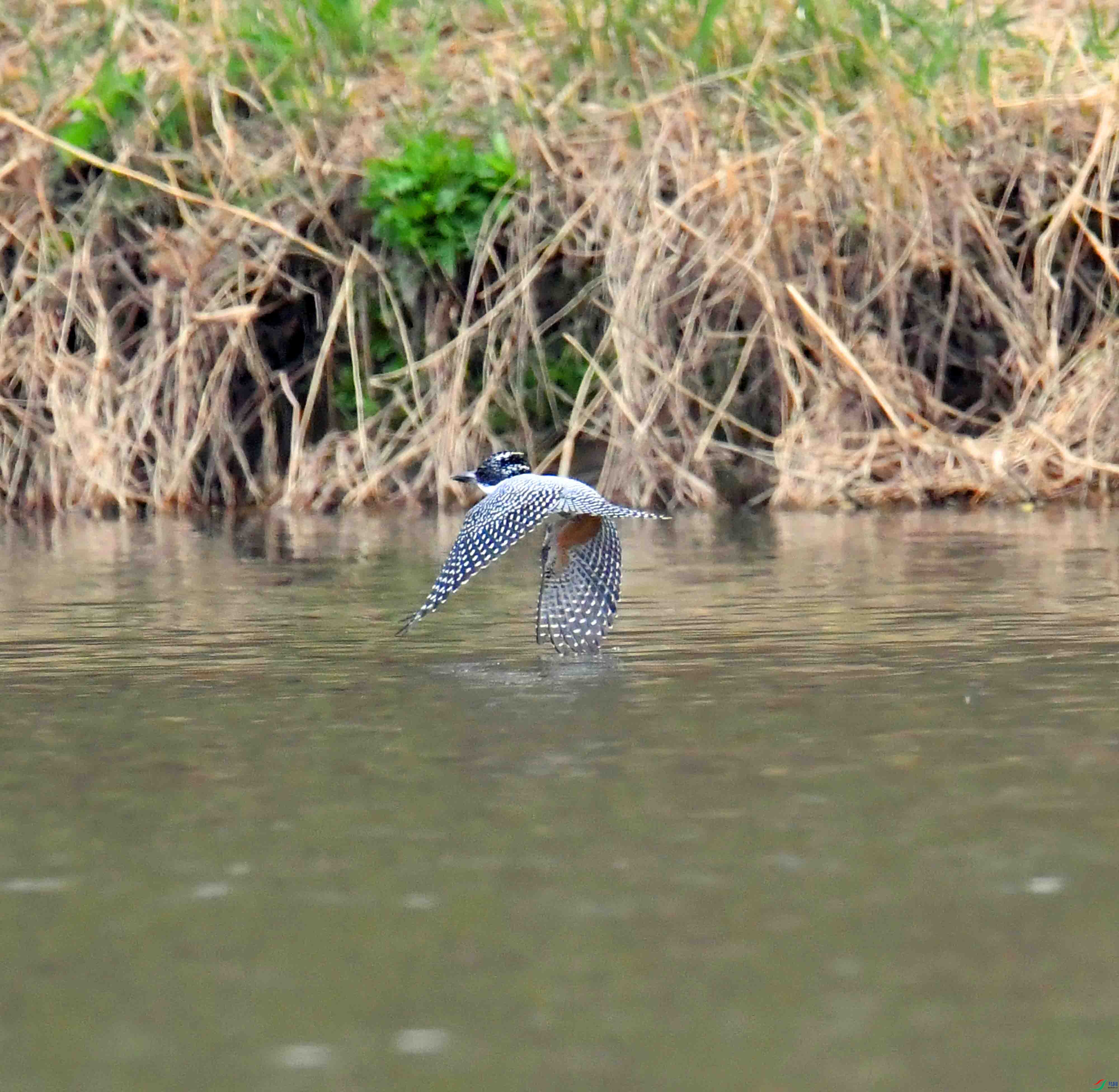 DSC_0451.JPG
