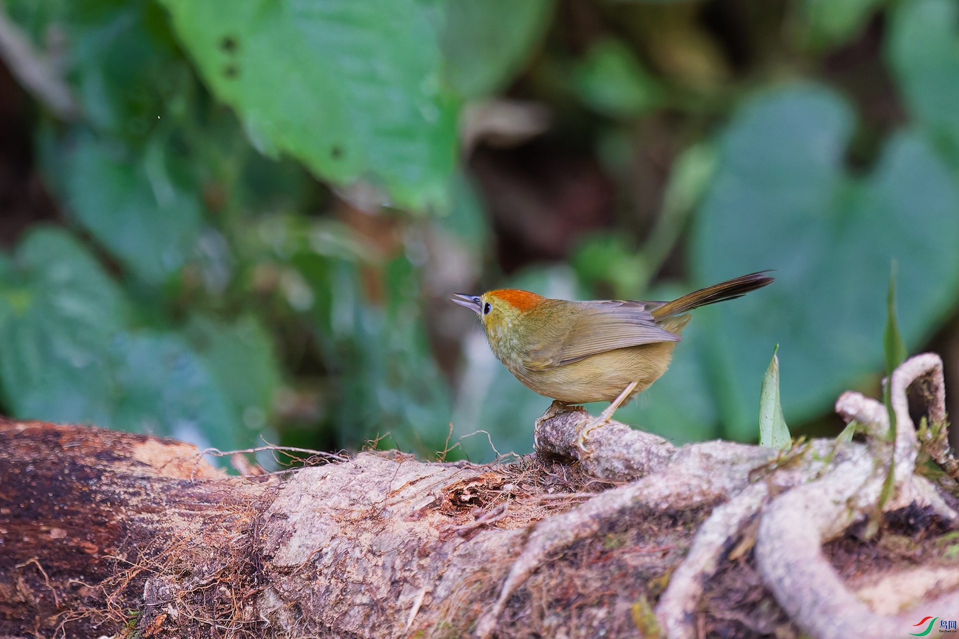 DSC_2979_DxO_DxO.jpga.jpg