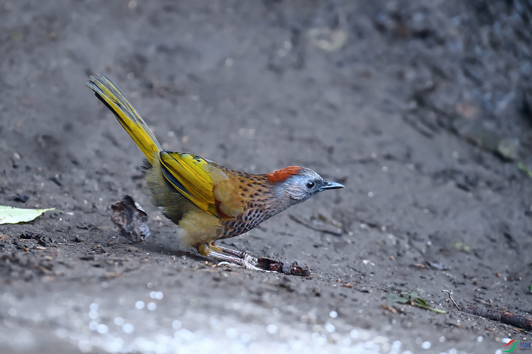 1DSC_9399_DxOa.jpg