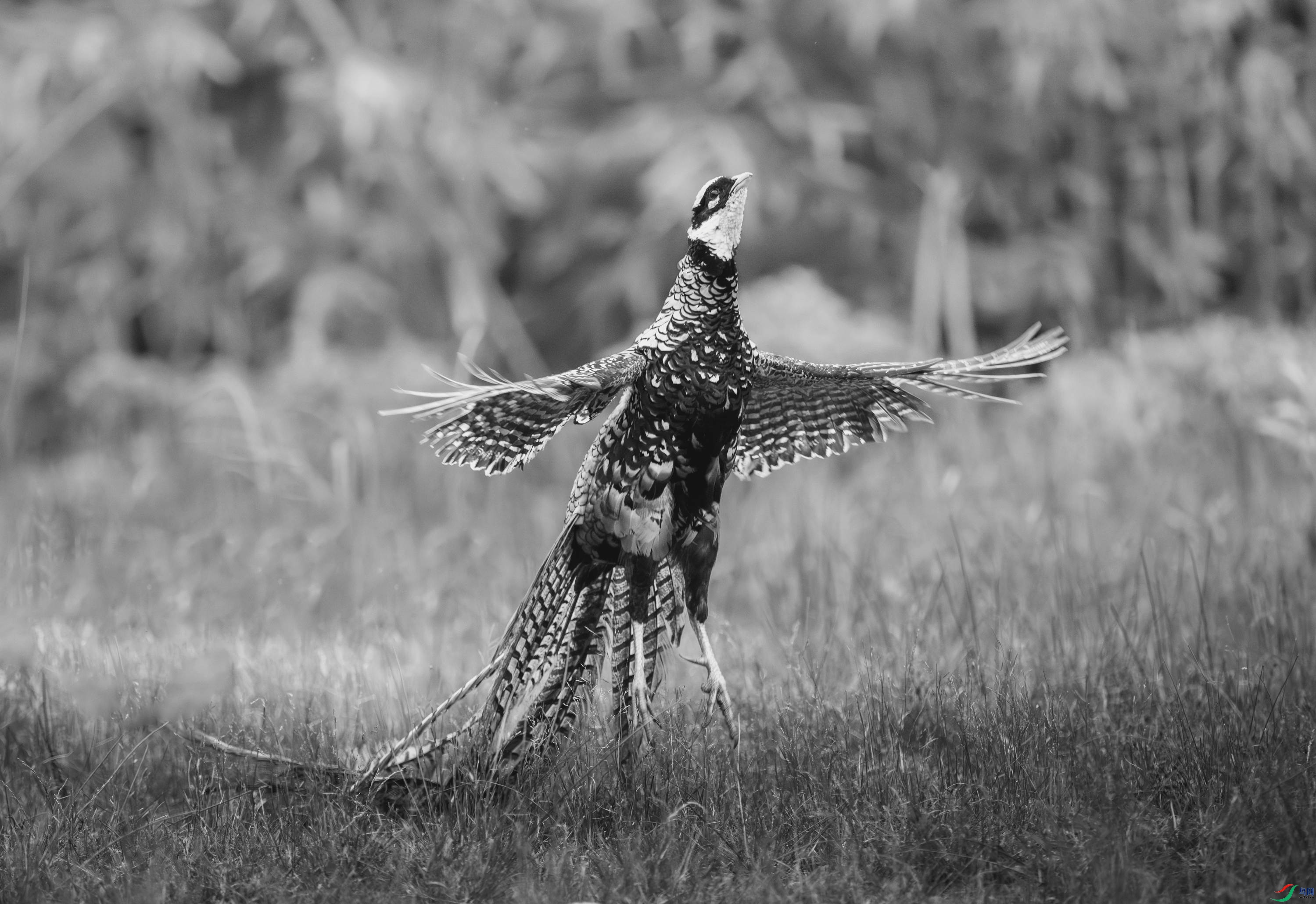 _DSC3868_100628_edit_1136214007467081_polarr.jpeg