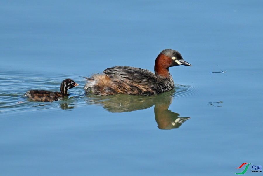 DSC_1108BBB.jpg