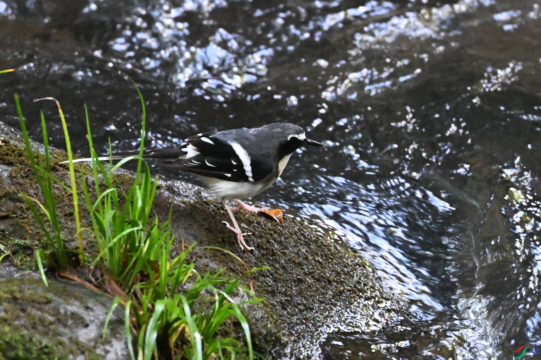 DSC_4270.JPG