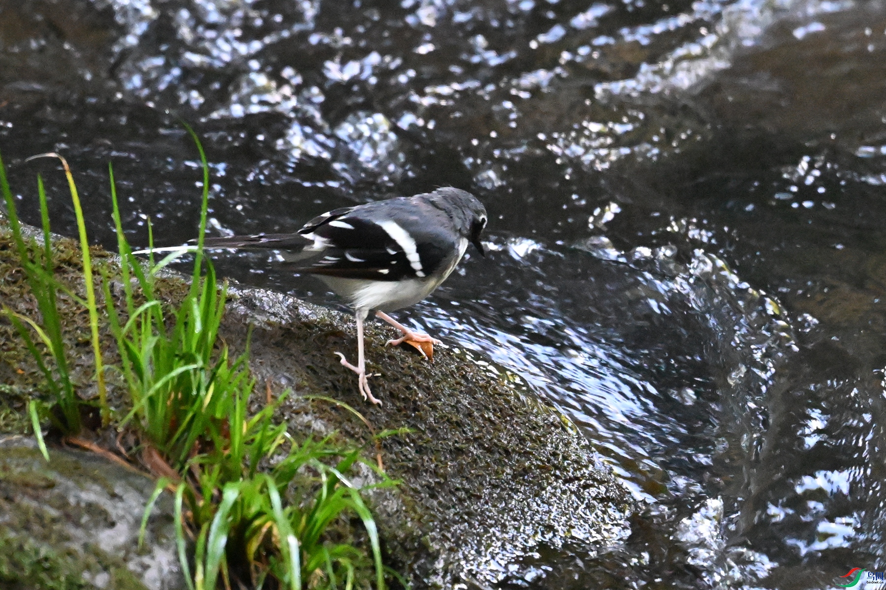 DSC_4272.JPG