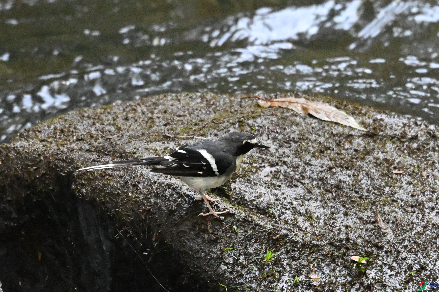 DSC_4274.JPG