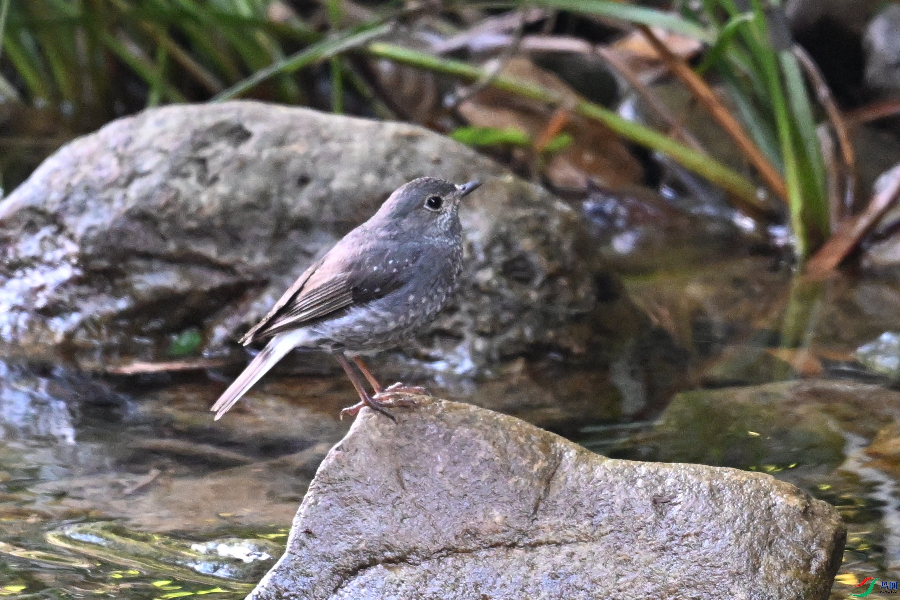 DSC_4327.JPG