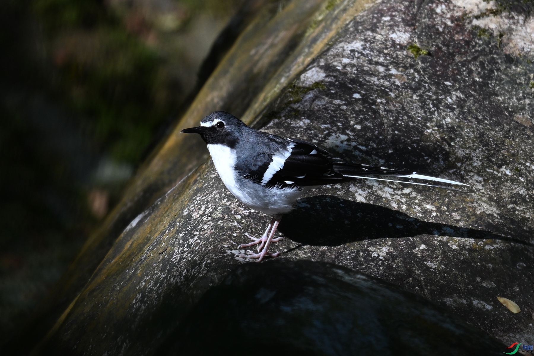 DSC_4312.JPG