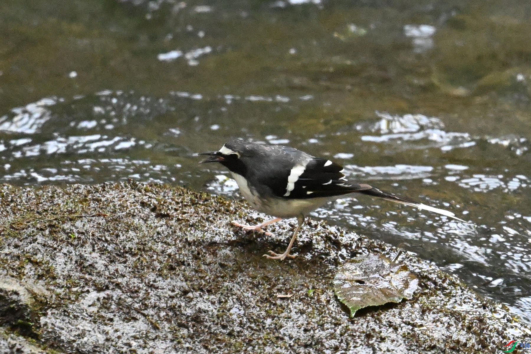 DSC_4278.JPG