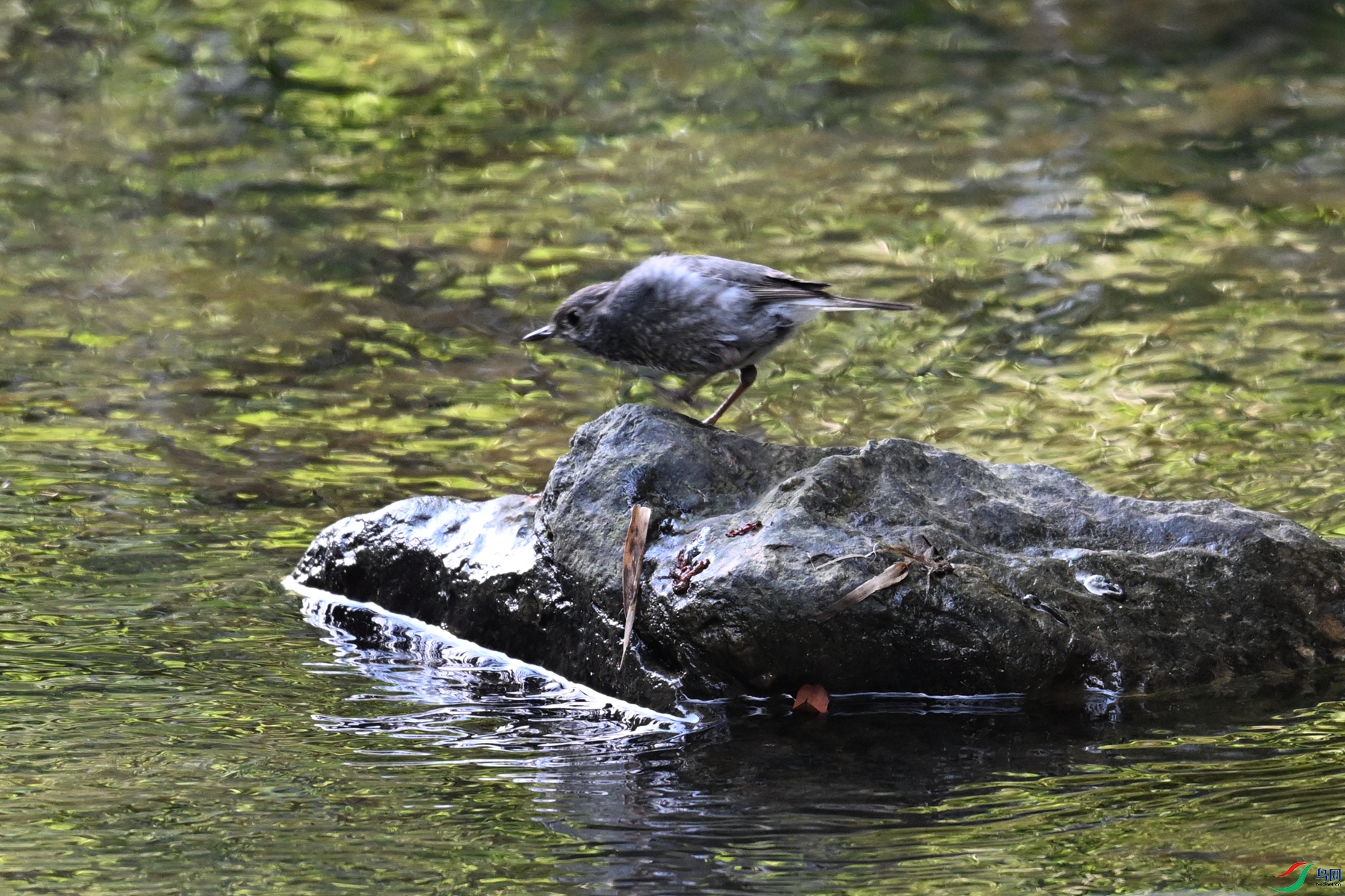 DSC_4321.JPG