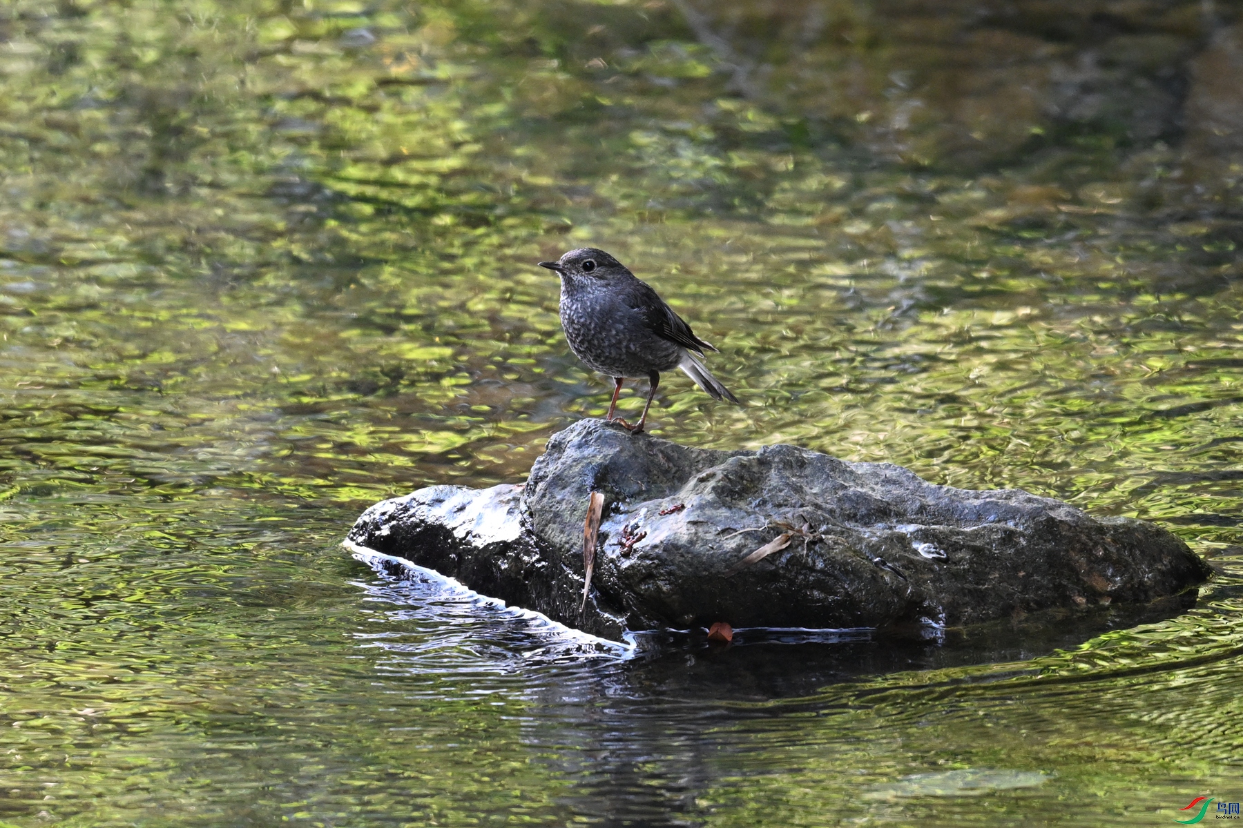 DSC_4326.JPG