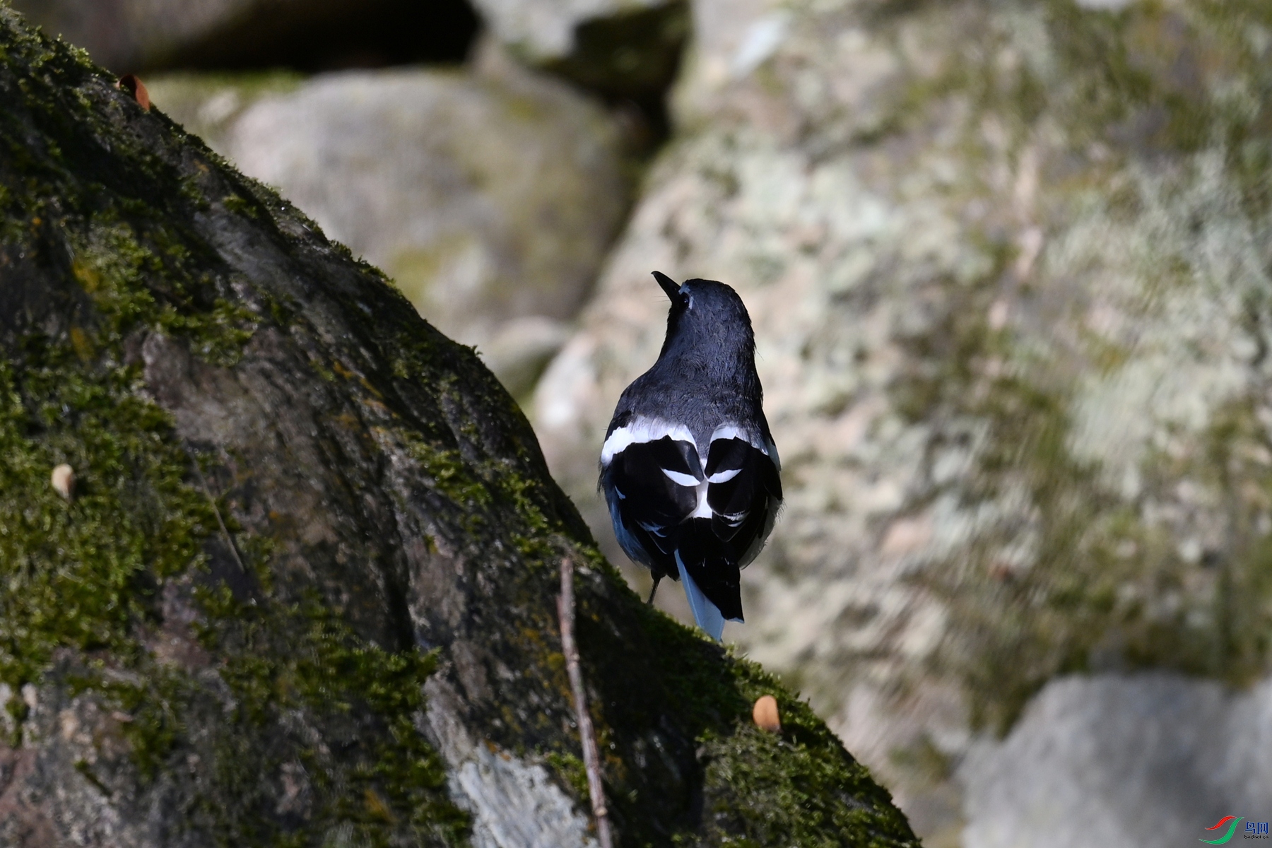 DSC_4287.JPG