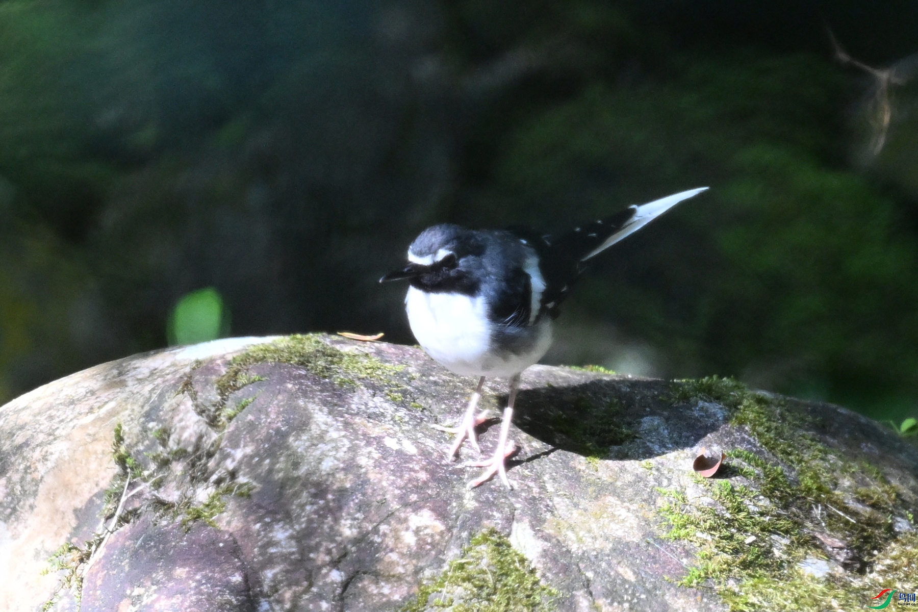 DSC_4303.JPG