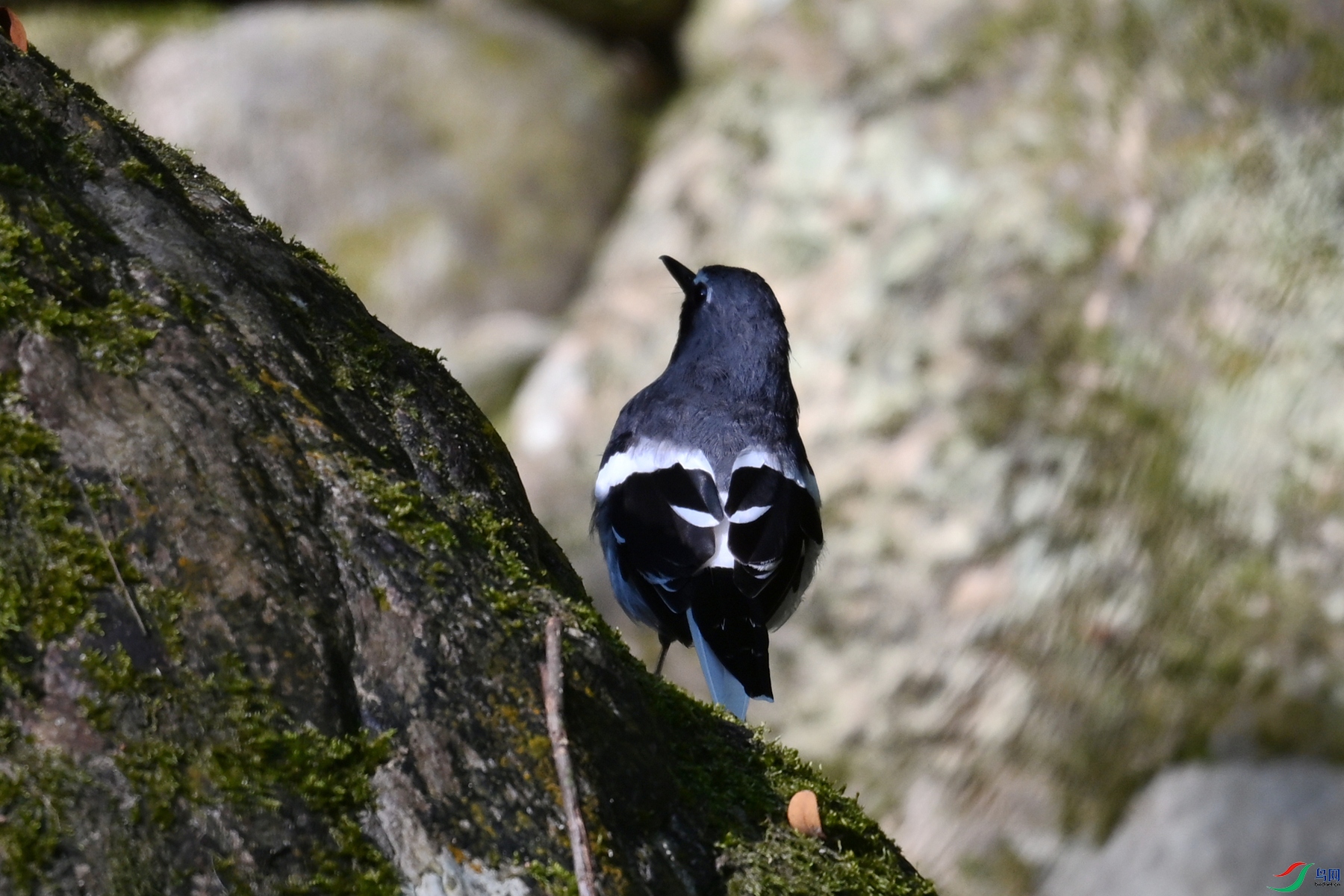 DSC_4289.JPG