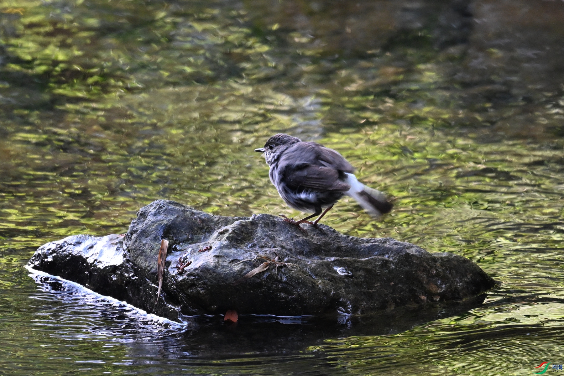 DSC_4314.JPG