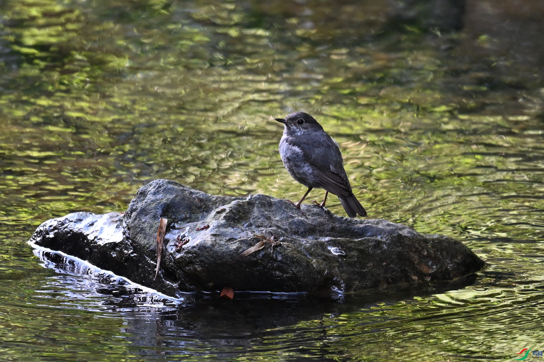 DSC_4318.JPG