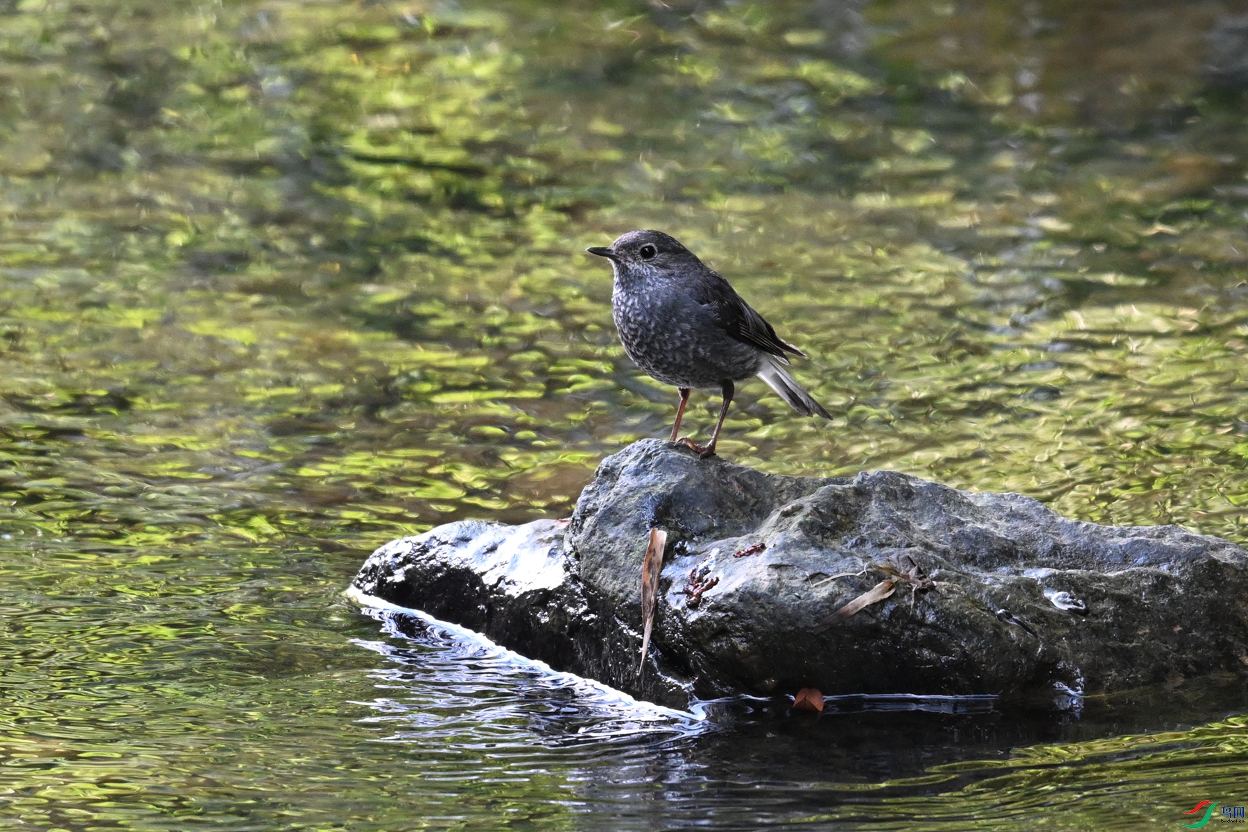 DSC_4325.JPG