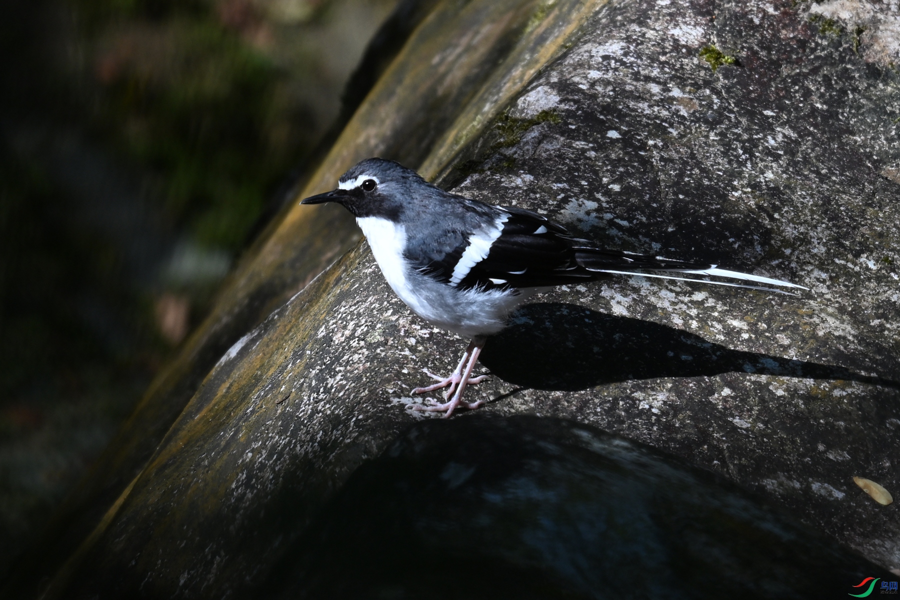 DSC_4310.JPG