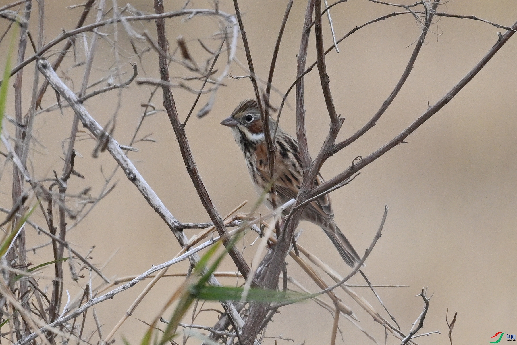 DSC_9009.JPG