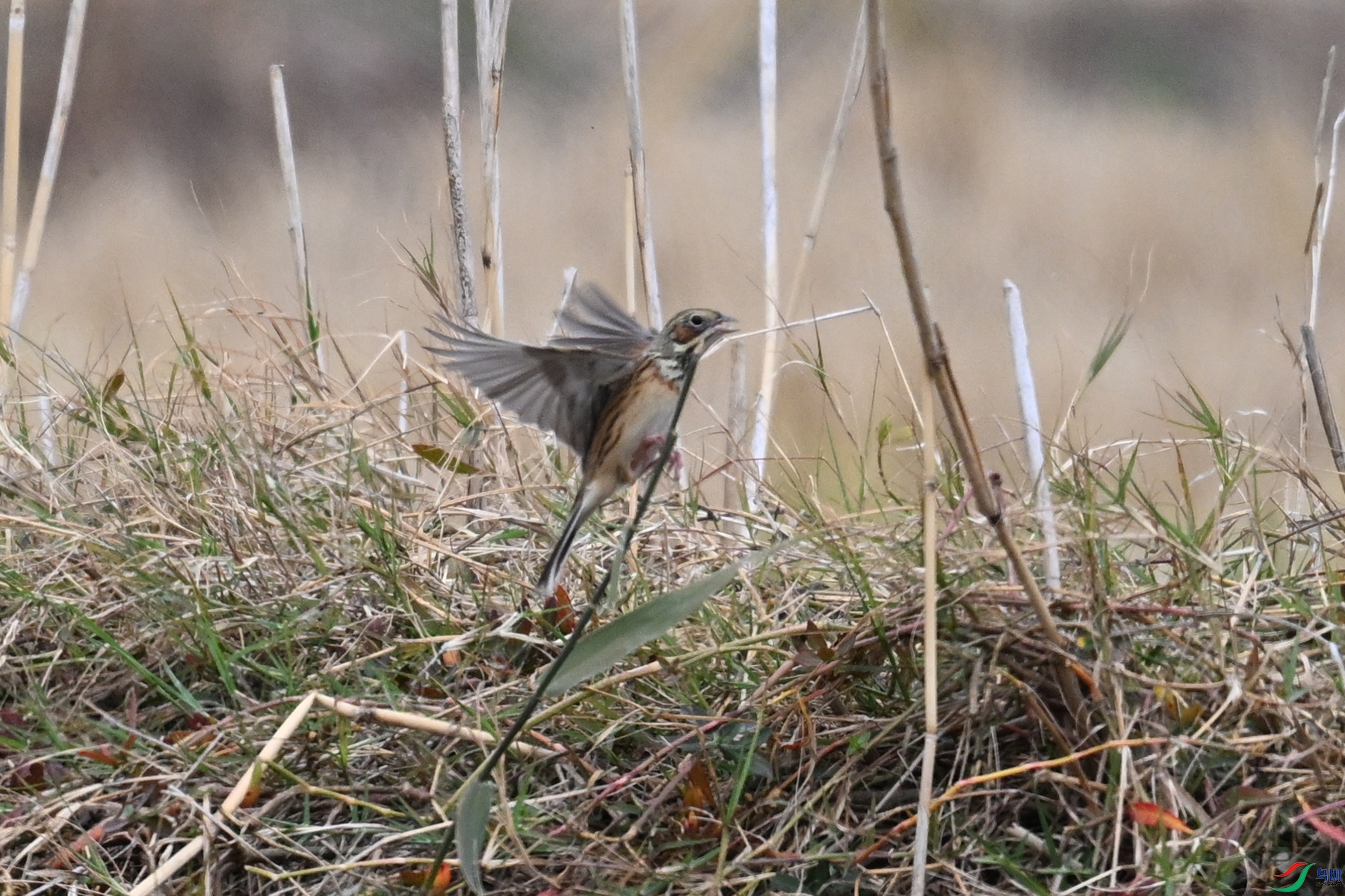 DSC_9016.JPG