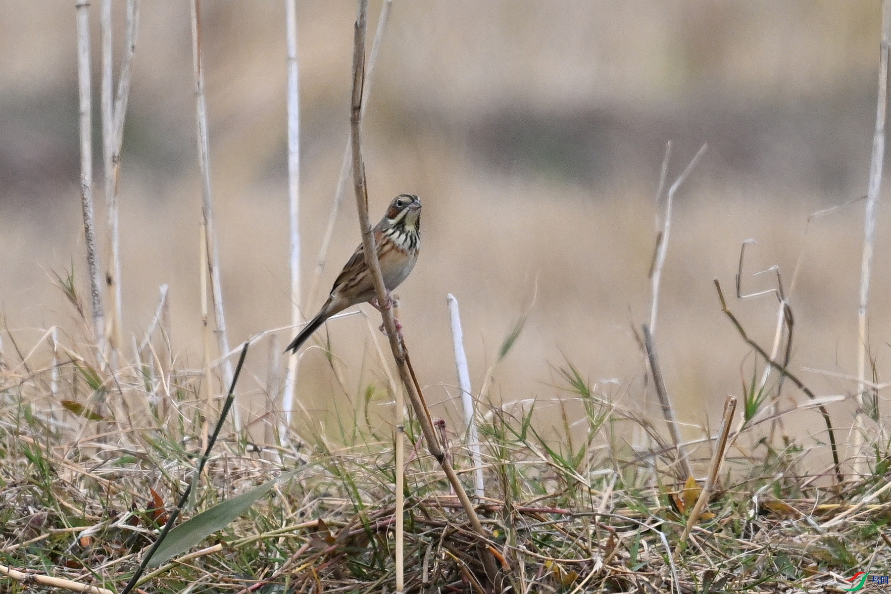 DSC_9020.JPG