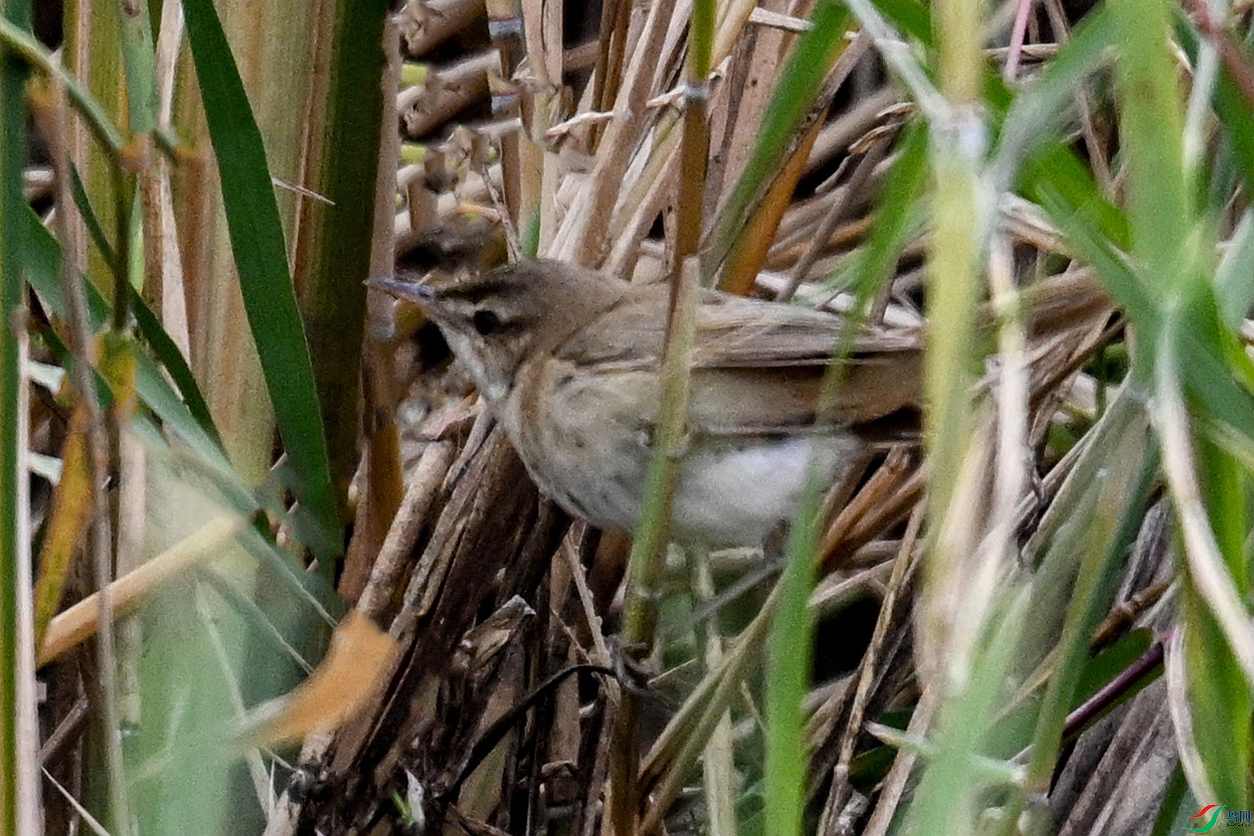 DSC_9011.JPG