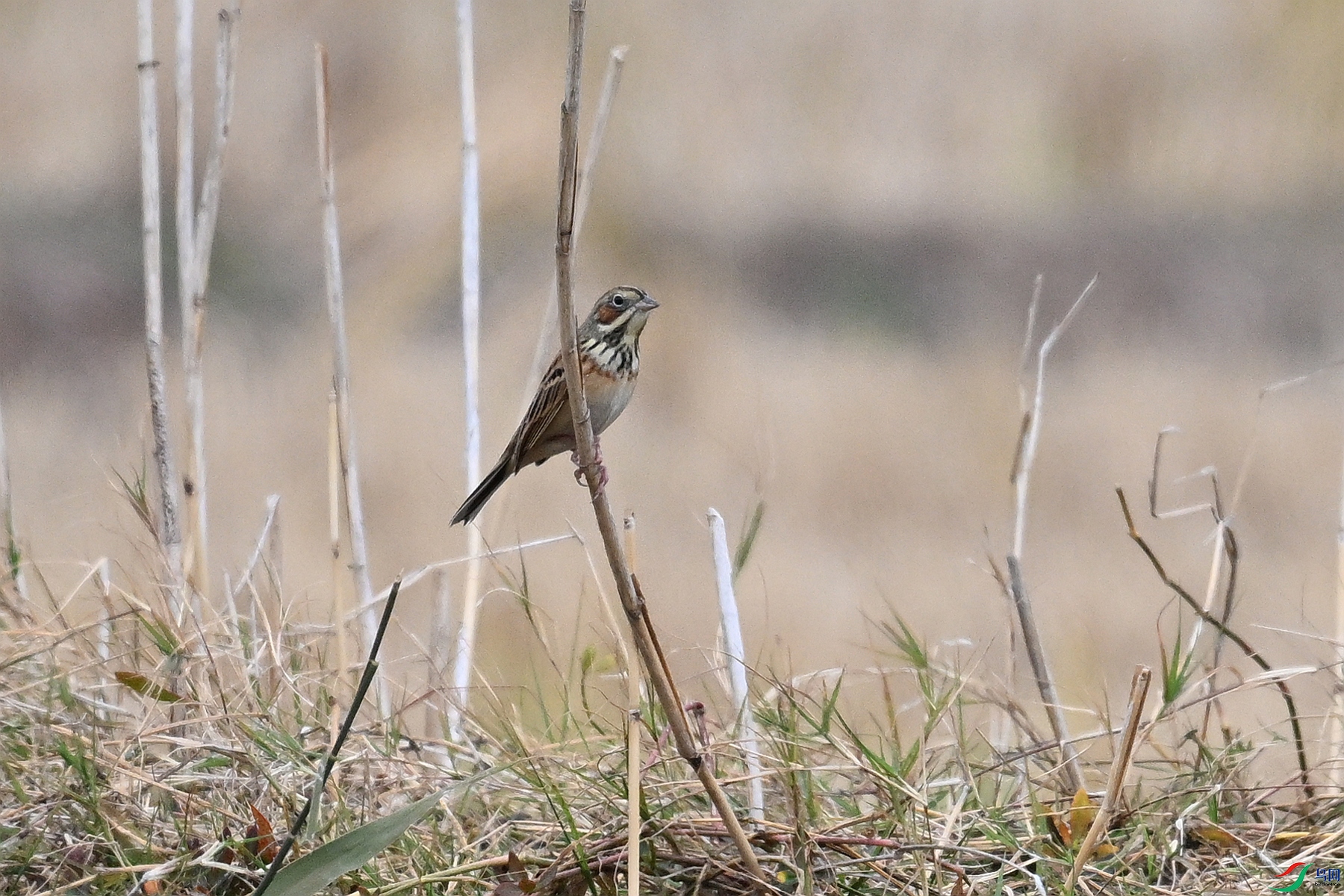 DSC_9026.JPG