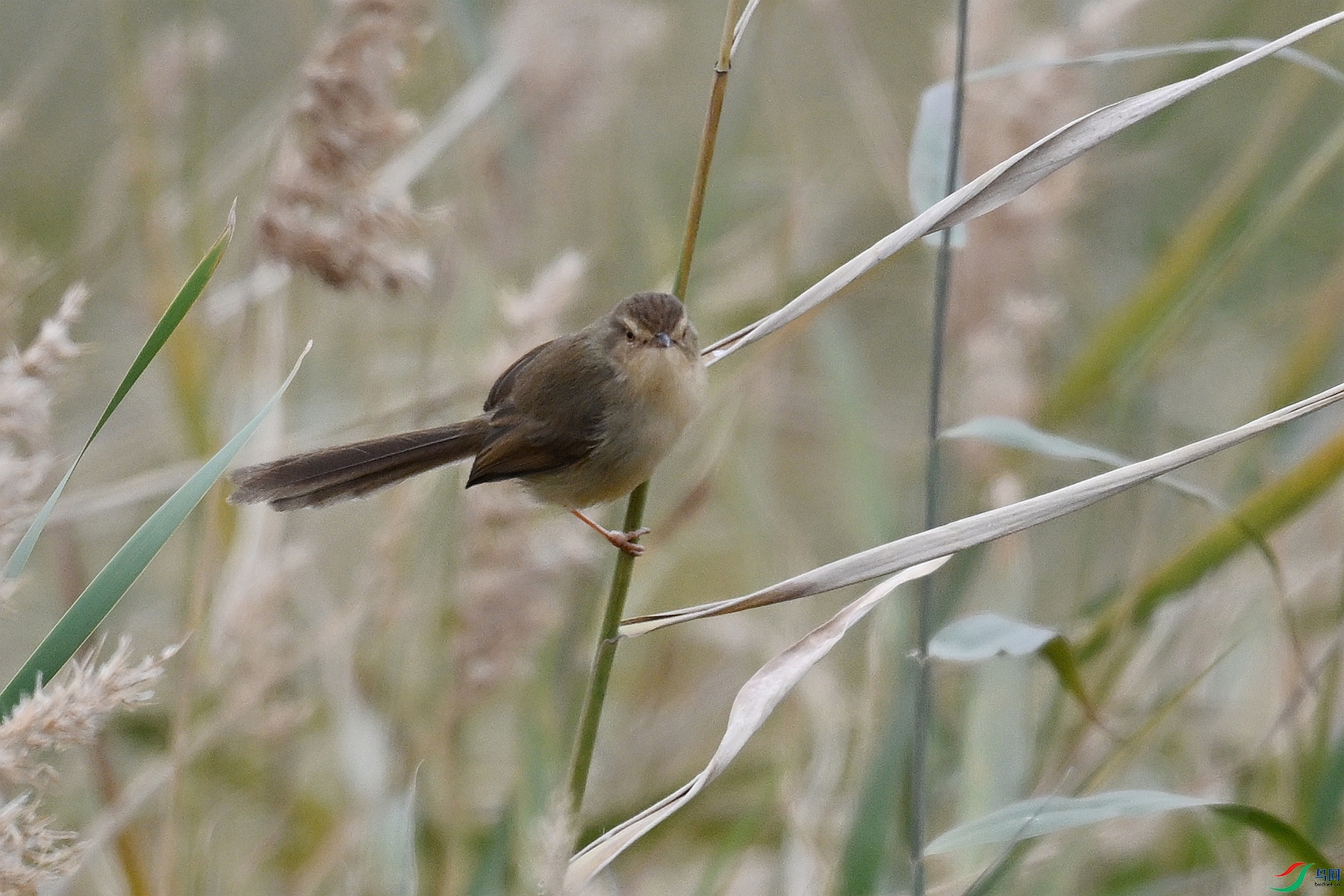 DSC_9007.JPG