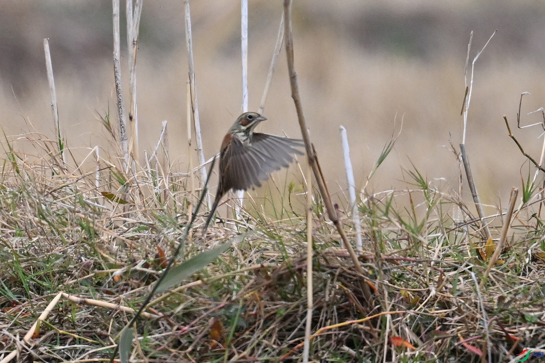 DSC_9017.JPG