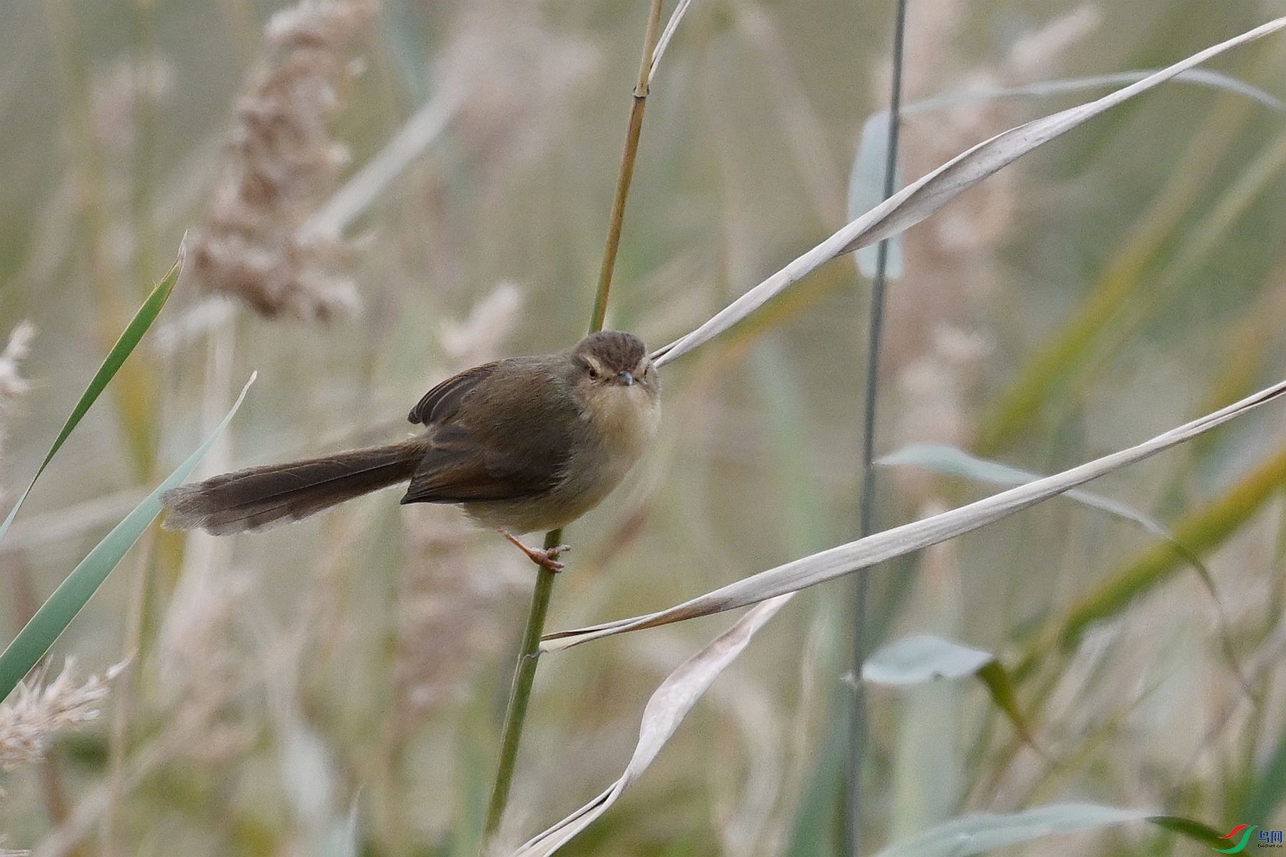 DSC_9008.JPG