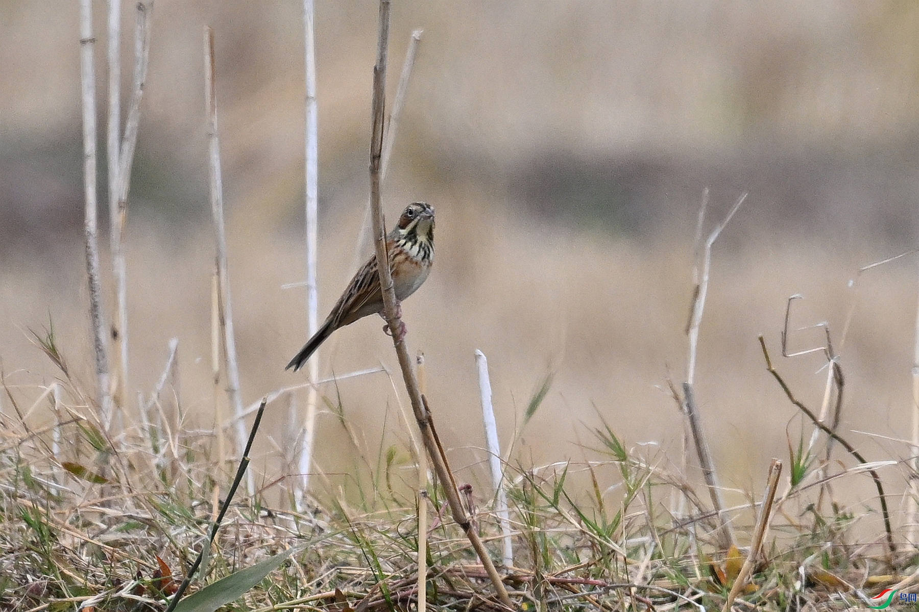 DSC_9032.JPG