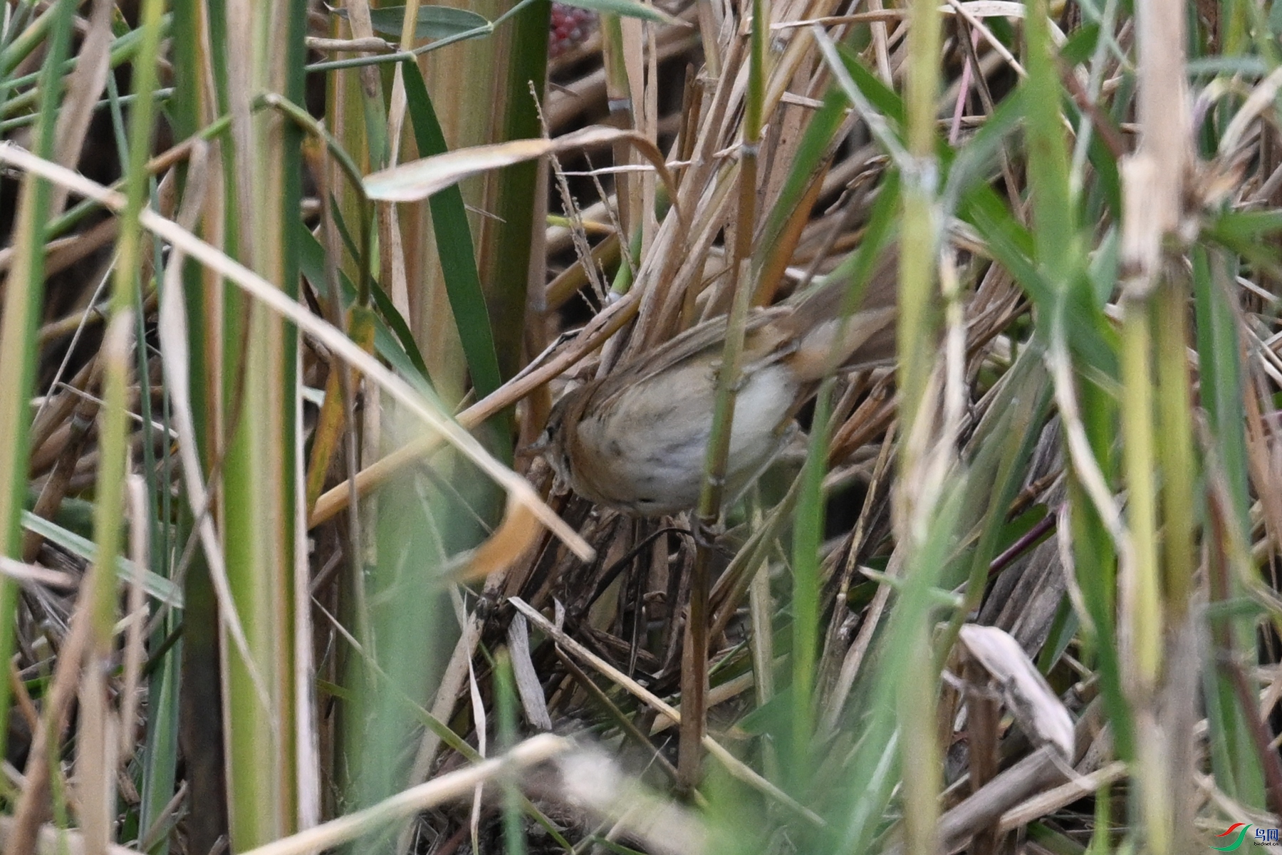 DSC_9013.JPG