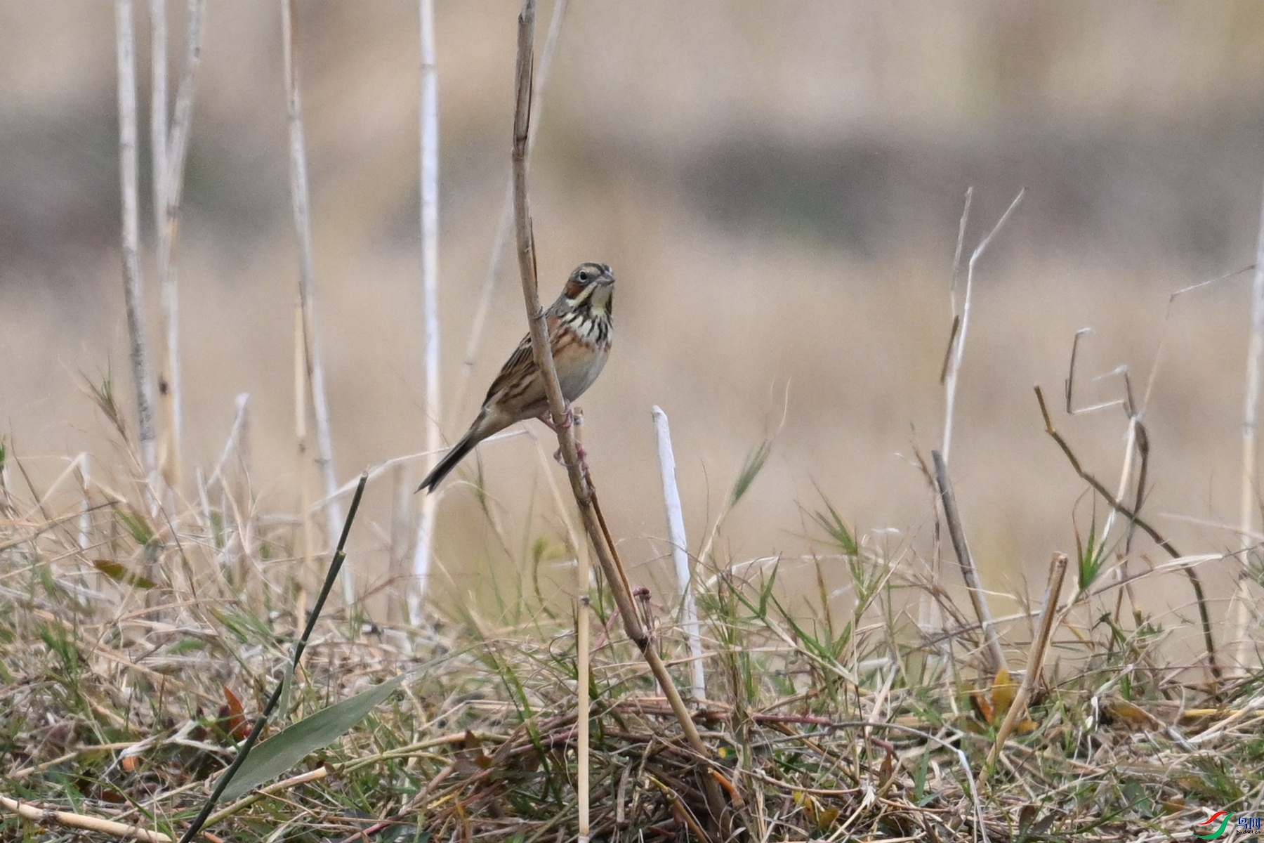 DSC_9019.JPG