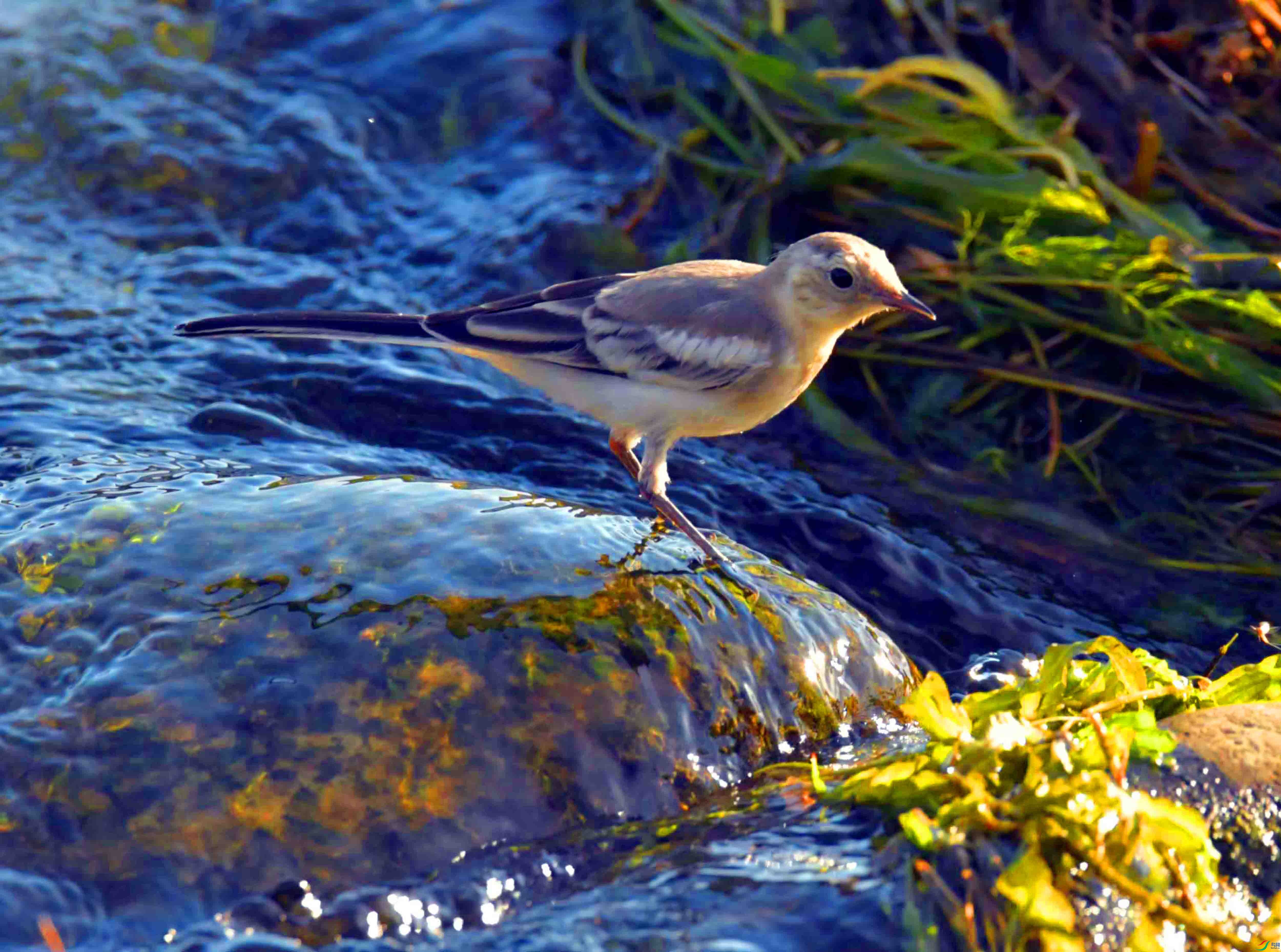 DSC_0655.JPG
