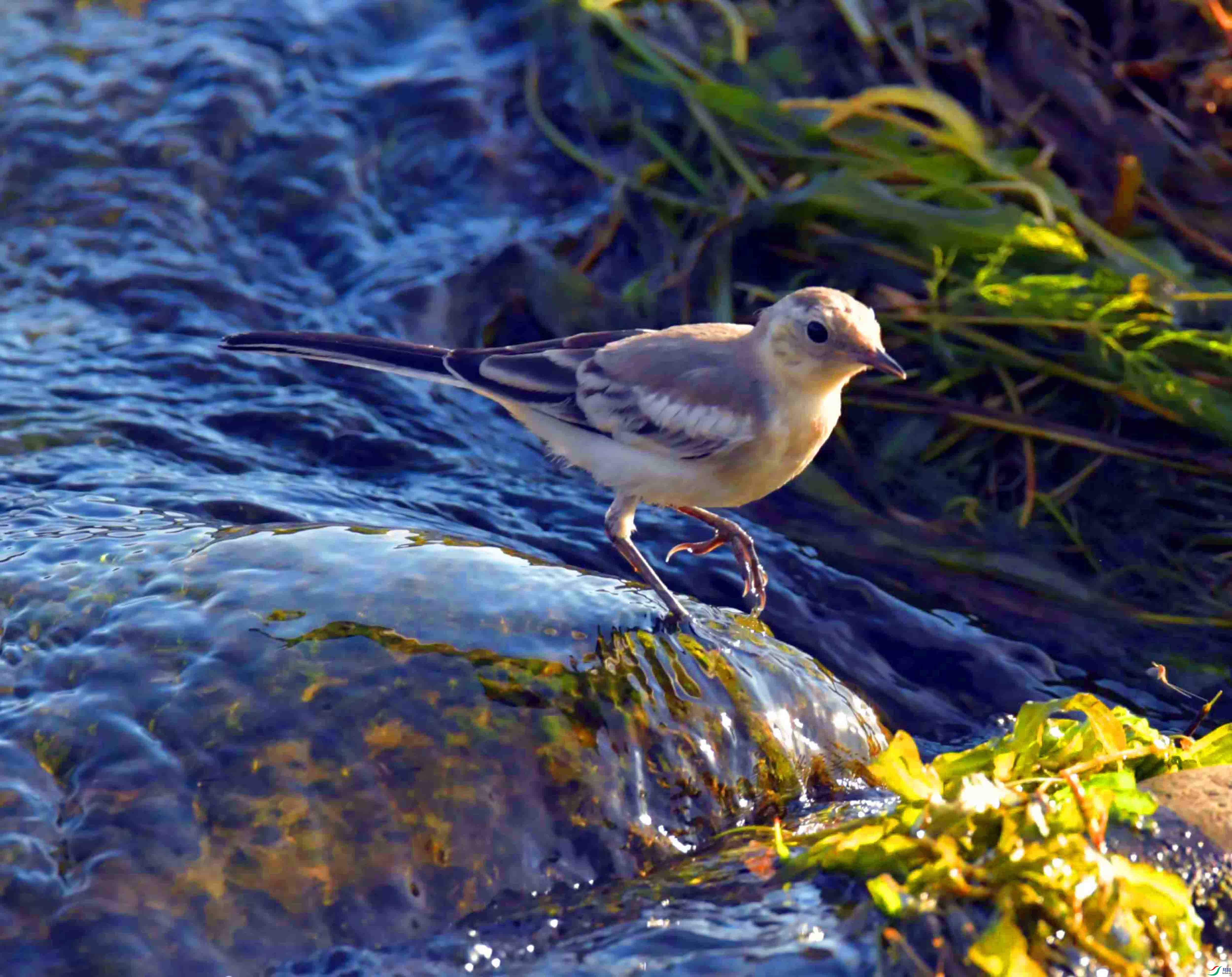 DSC_0656.JPG