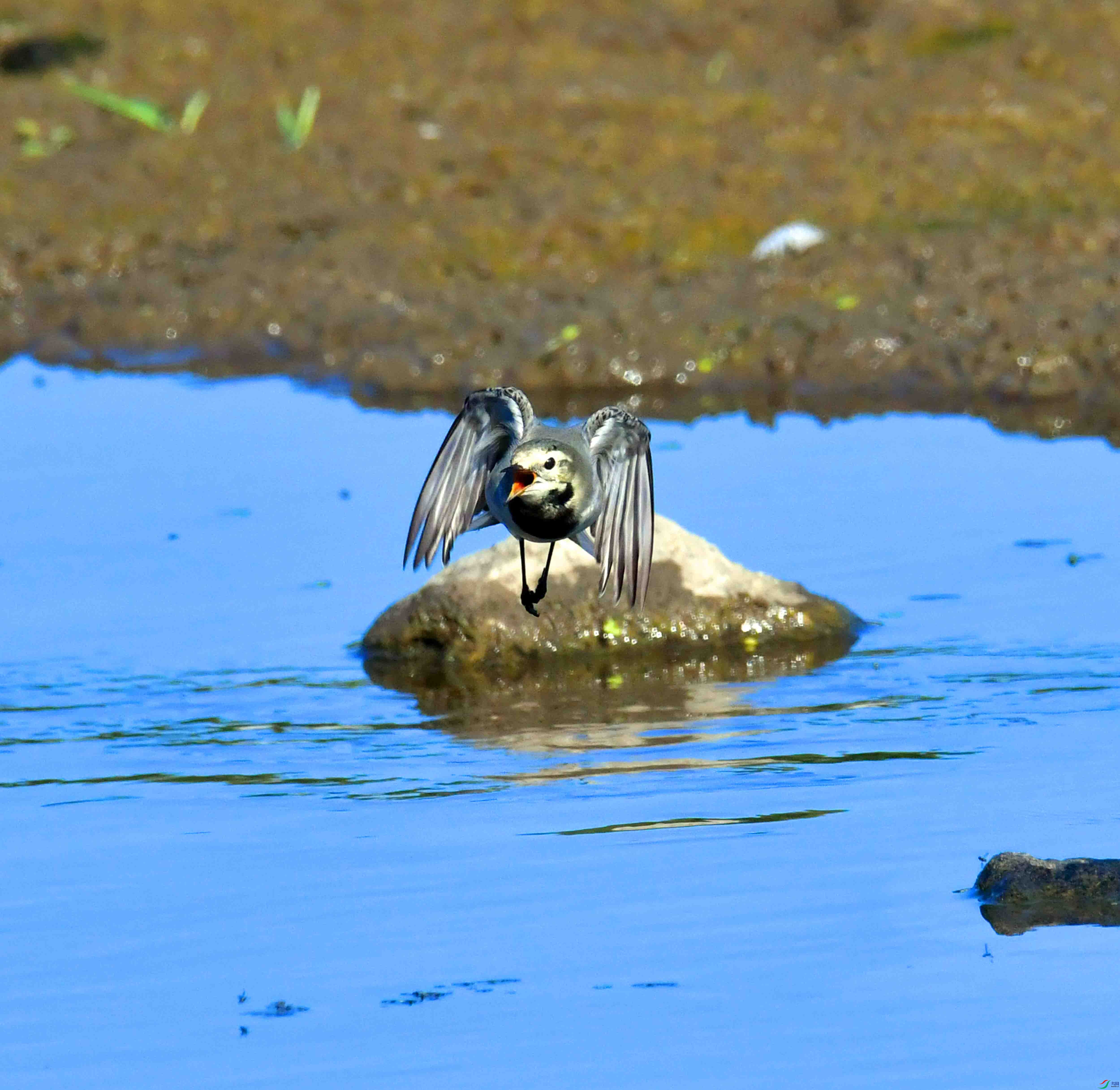 DSC_1522.JPG