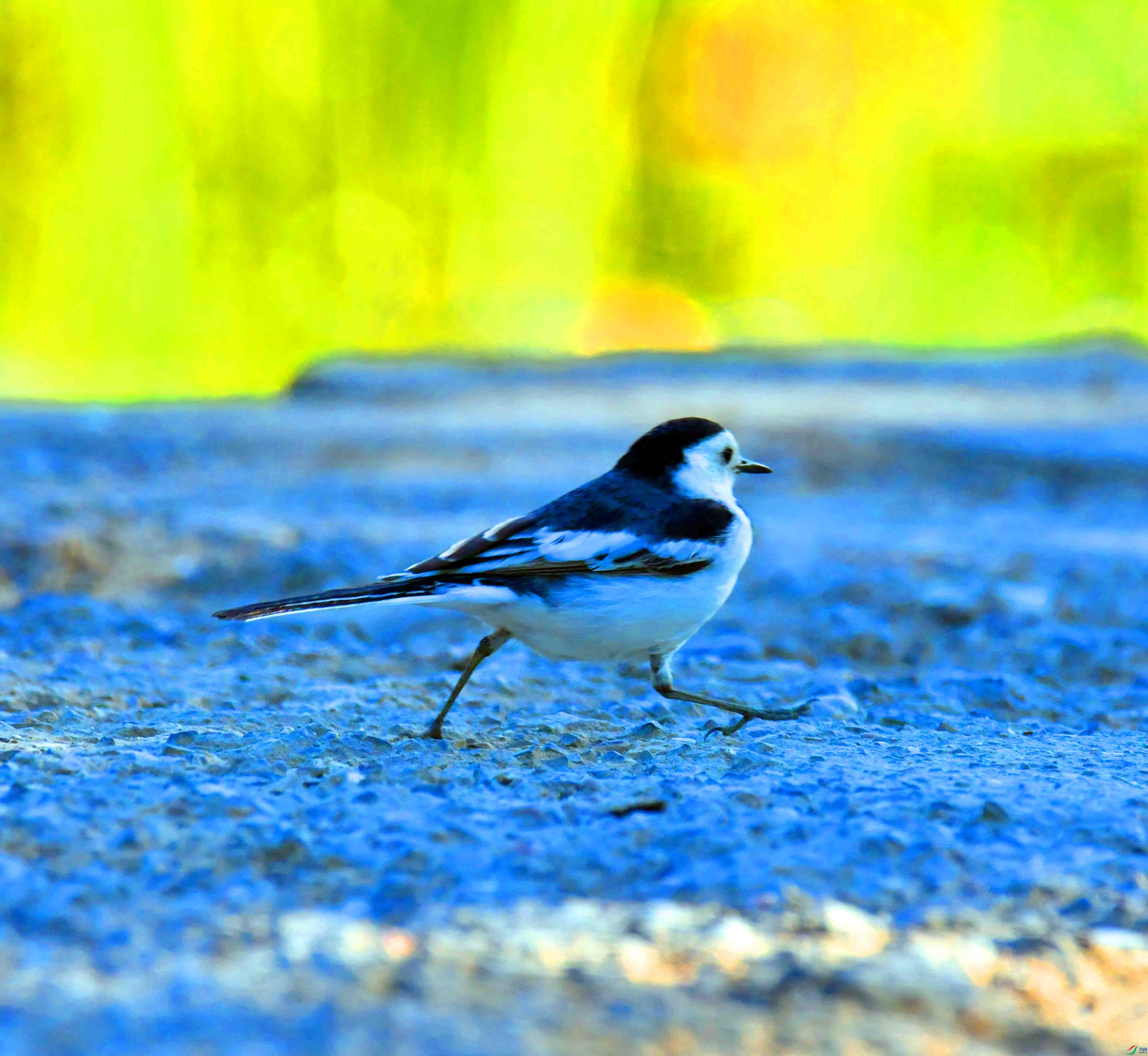 DSC_2293.JPG