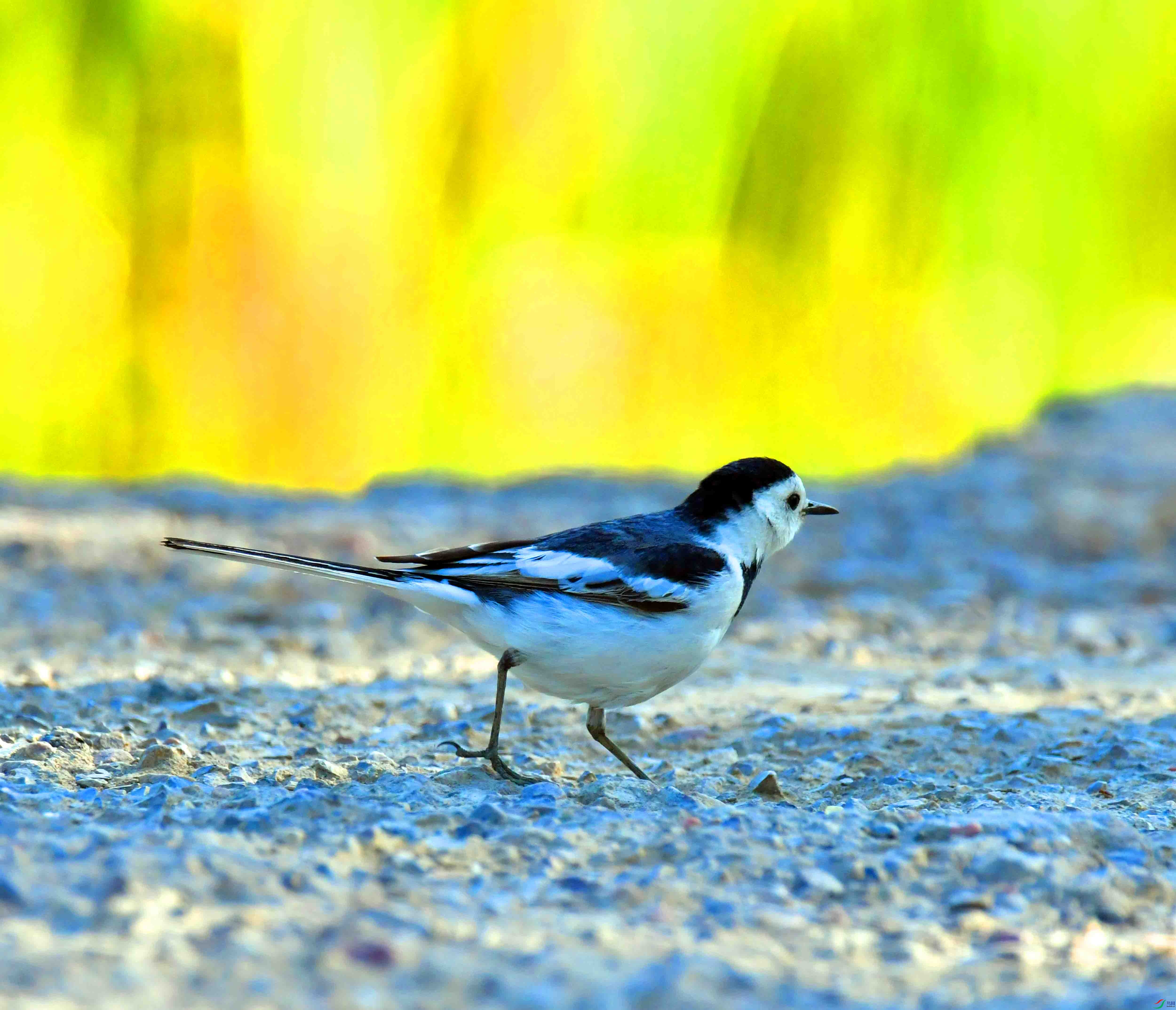 DSC_2289.JPG