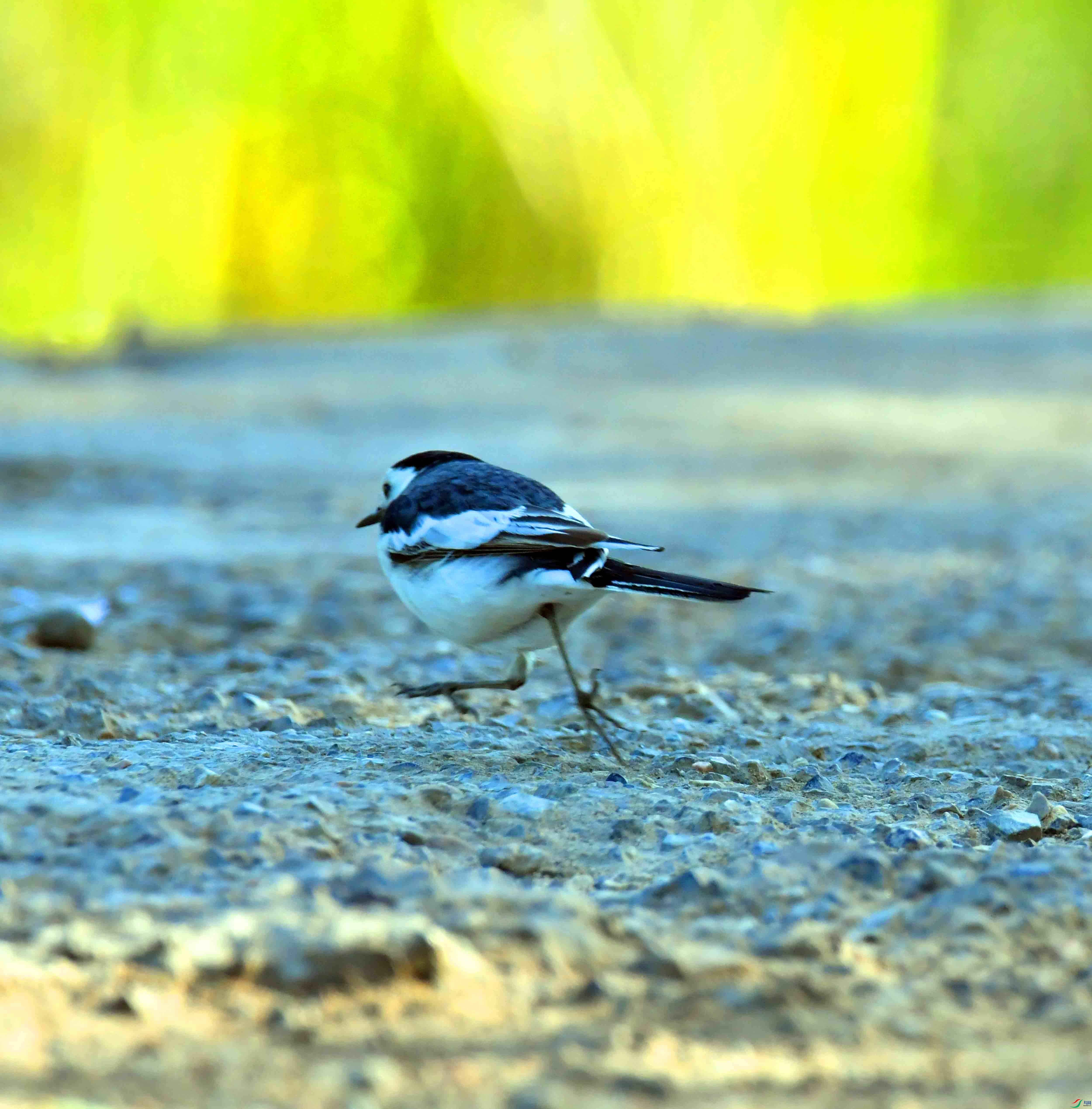 DSC_2295.JPG