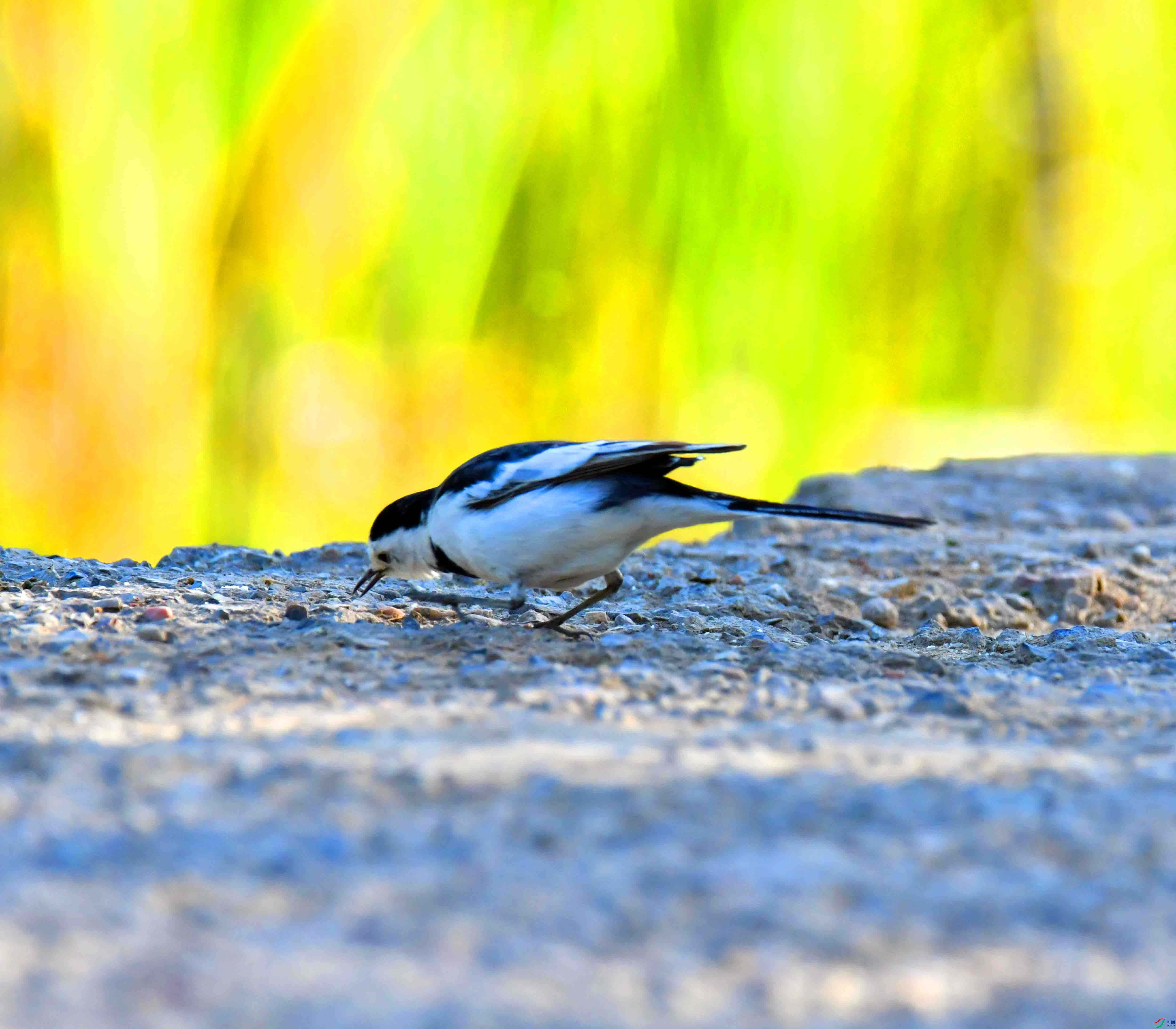 DSC_2300.JPG