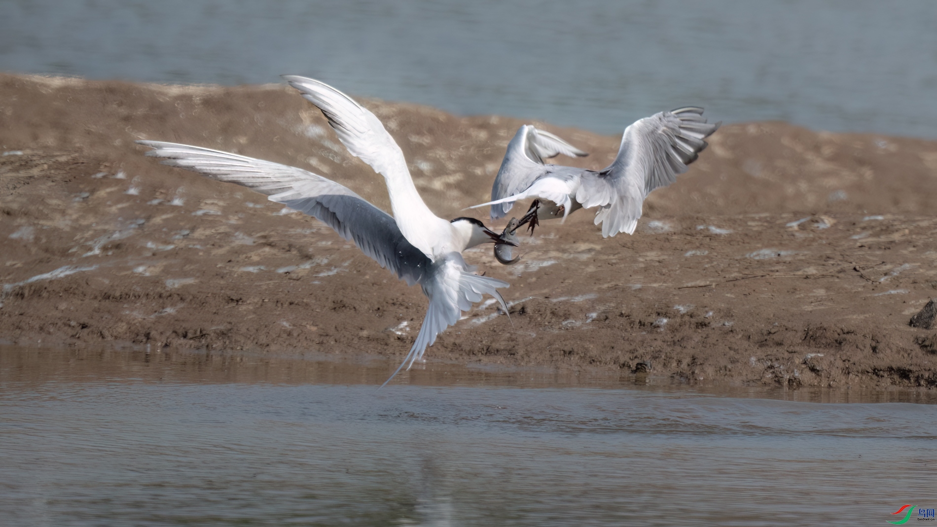 DSC_3031sen2026-5-19-09-�༭.jpg