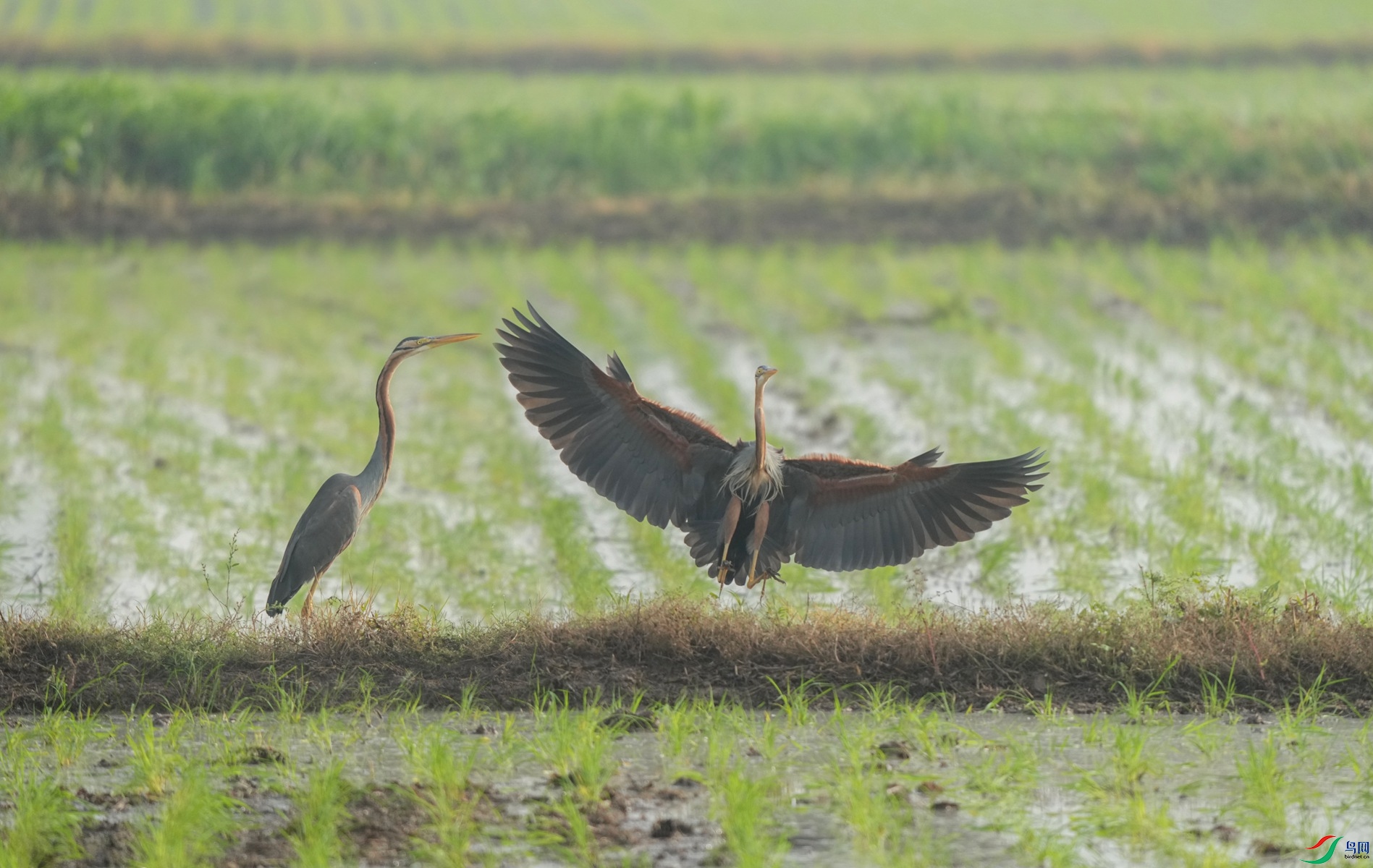 DSC04445_����.jpg
