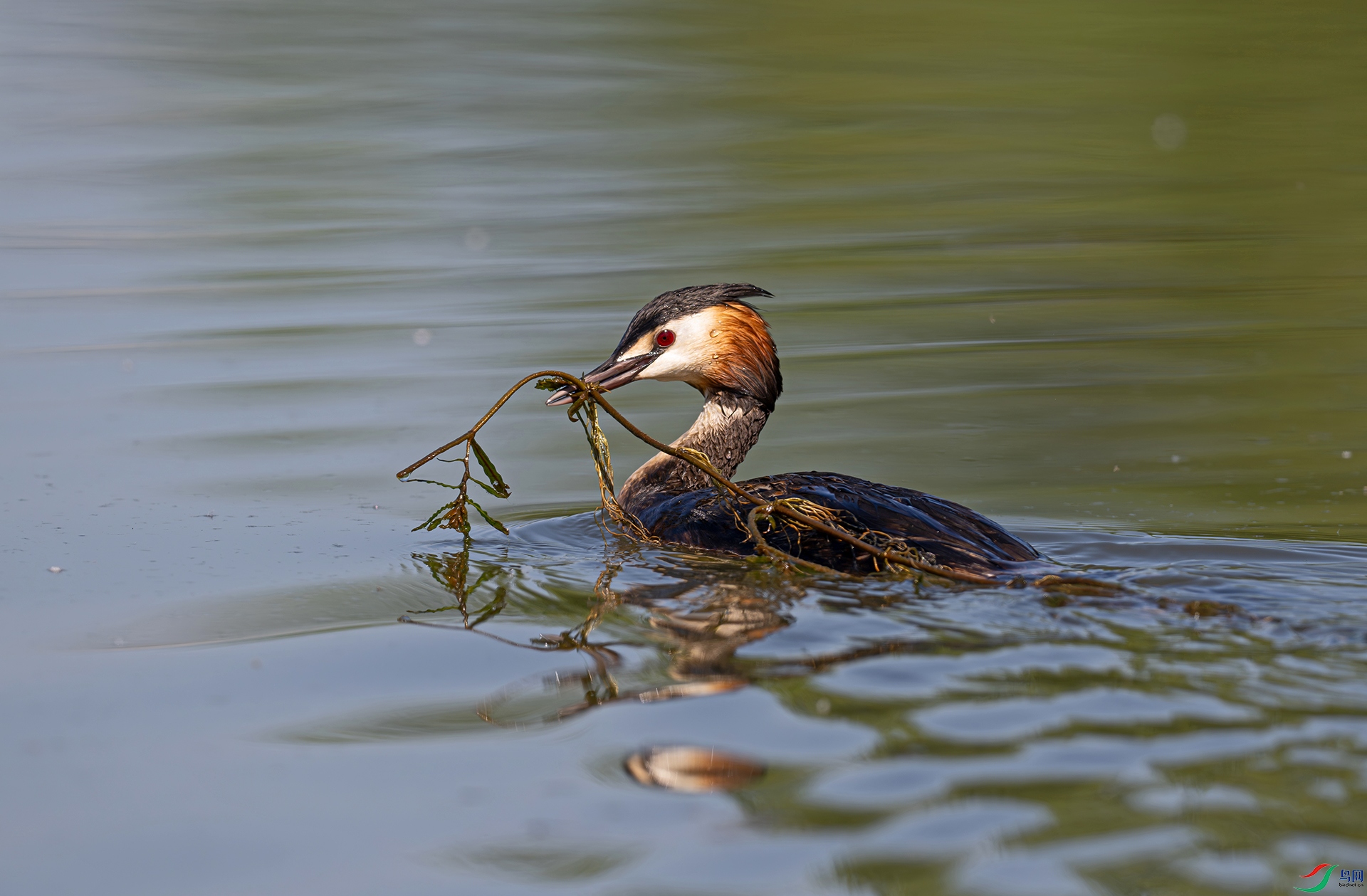 DSC_1570ds2.jpg