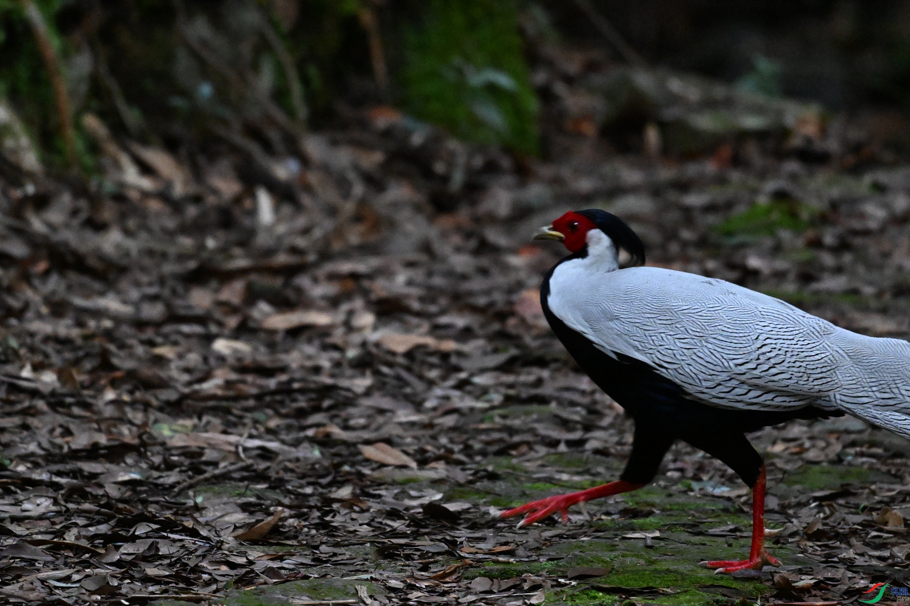 DSC_4332.JPG