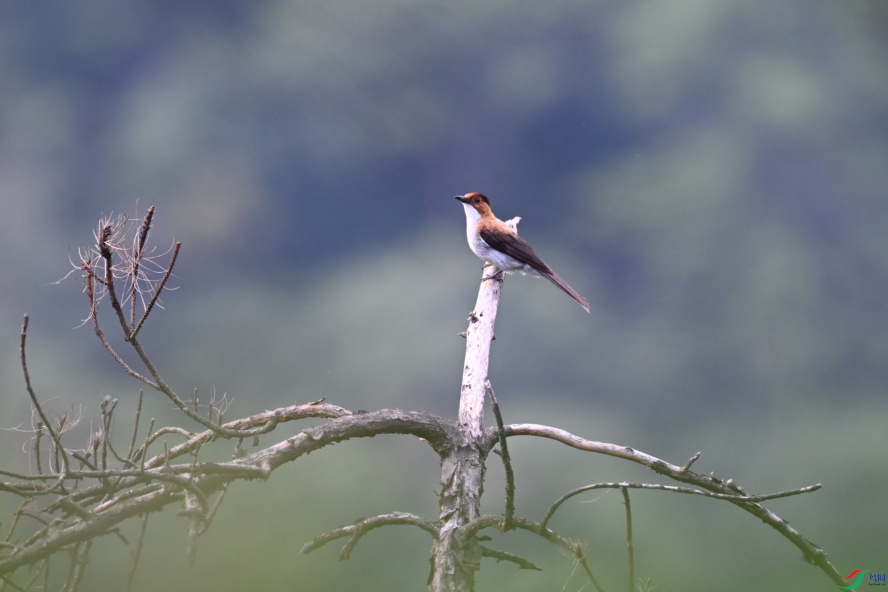 DSC_4347.JPG