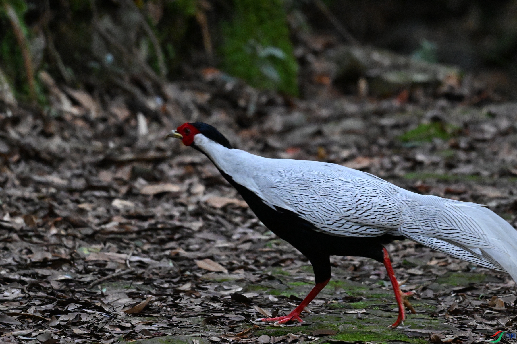 DSC_4335.JPG
