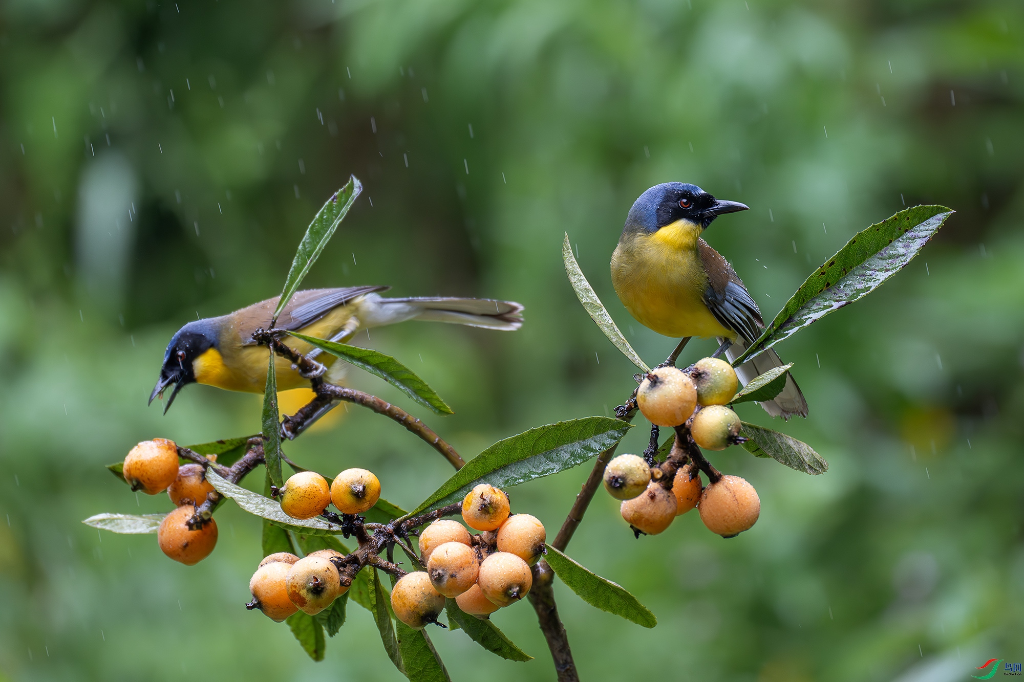 DSC_7493-����ǿ-NR ����.jpg
