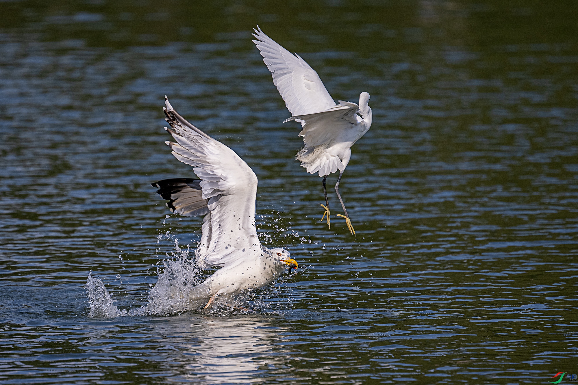 DSC_9416.jpg