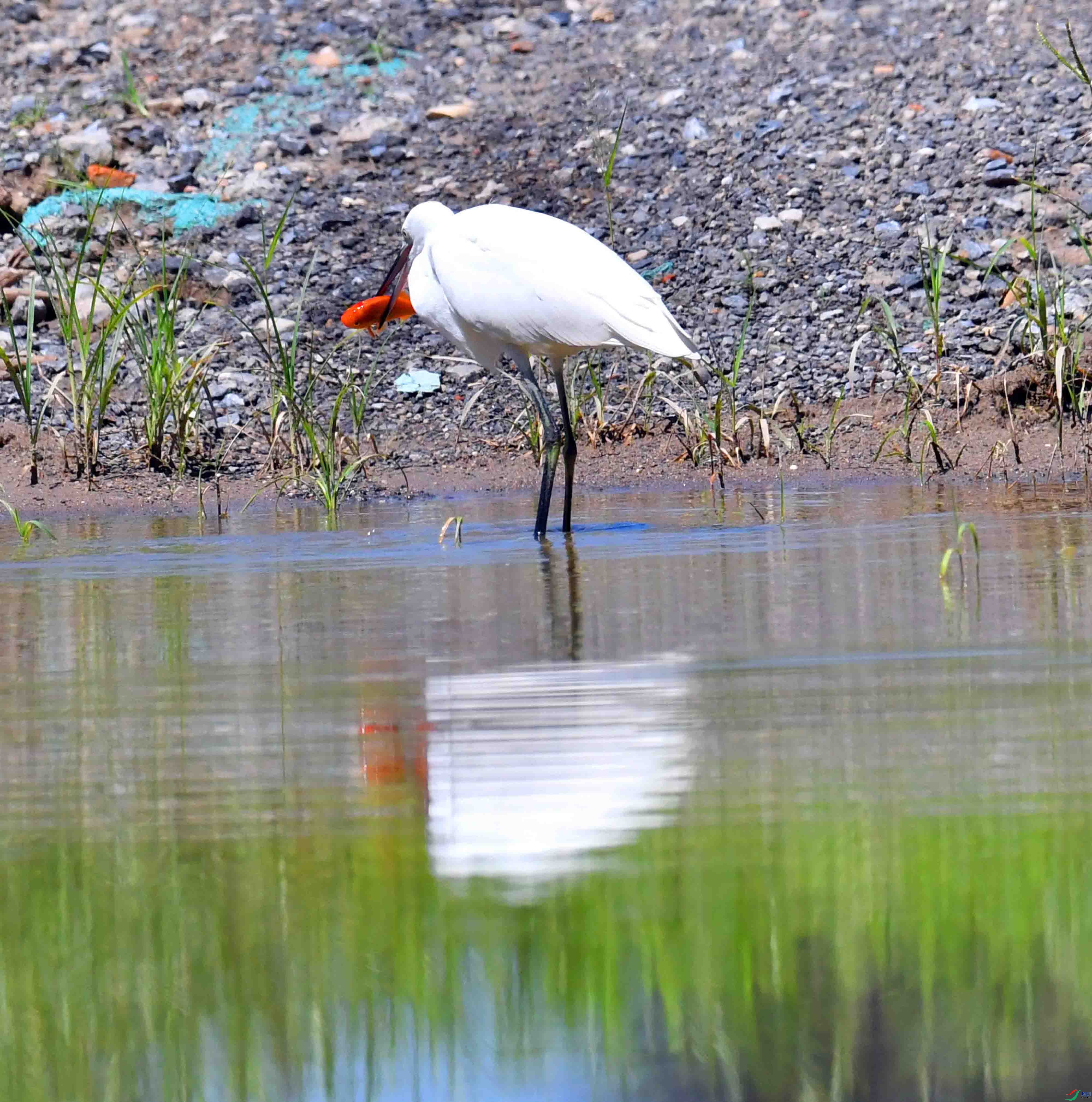 DSC_9407.JPG